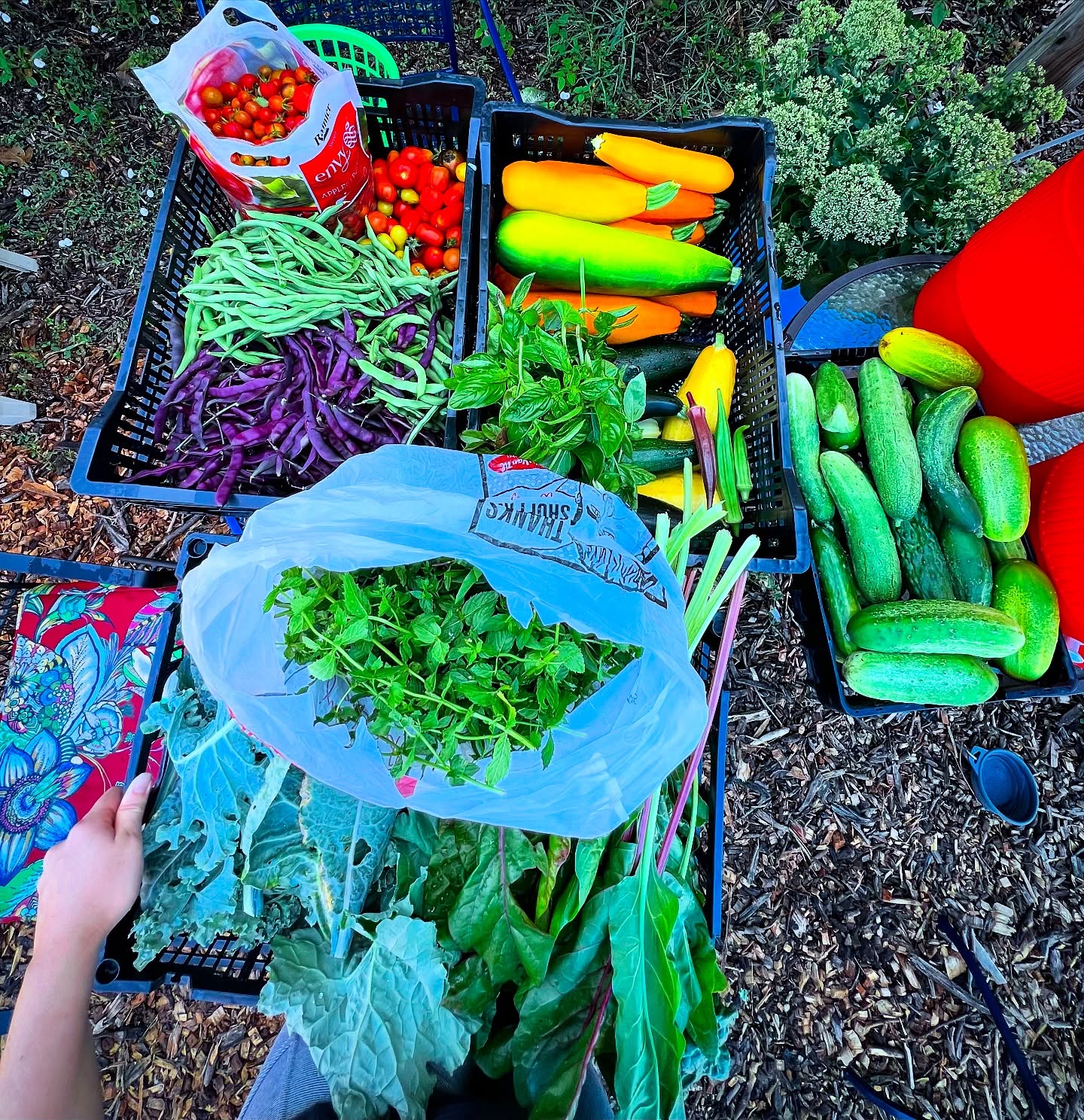 91 pounds of produce pulled out of the garden this week for the @madisonsgarden_smyth community farm stand!
We probably could have gotten more but ran out of time (and didn’t have many hands helping). Let us know if you would like to help pick produce Tuesday evenings or Wednesday mornings!!
:
Cucumbers 🥒
Green beans 🫘 (purple and yellow as well!)
Zucchini
Tomatoes 🍅
Kale, Swiss chard, and collards 🥬
Basil 🌿
Mint 🍃
And just a few okra
#abundance
