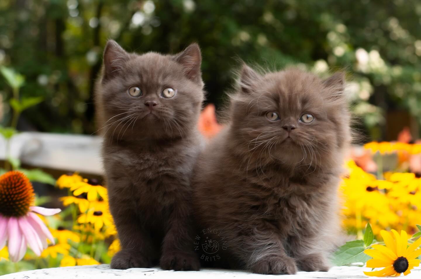 How cute are these two chocolate siblings!? 🍩🍫
.
FOLLOW here @newenglandbrits 🦭
.
.
.
#britishshorthair #bestcatclub #catstagram #instacatfluencer #catsofboston #catsoftheworld #cutebritishshorthairs #allmeowphotos #instacatofficial #instacat_meows #happyfelines #catscollective #meowfeature #featurecats_insta #treehouselife #aworldforcats #all_animals_addiction #bestmeow #bearcub #bostoncats #chocolate #brownbear #siblings