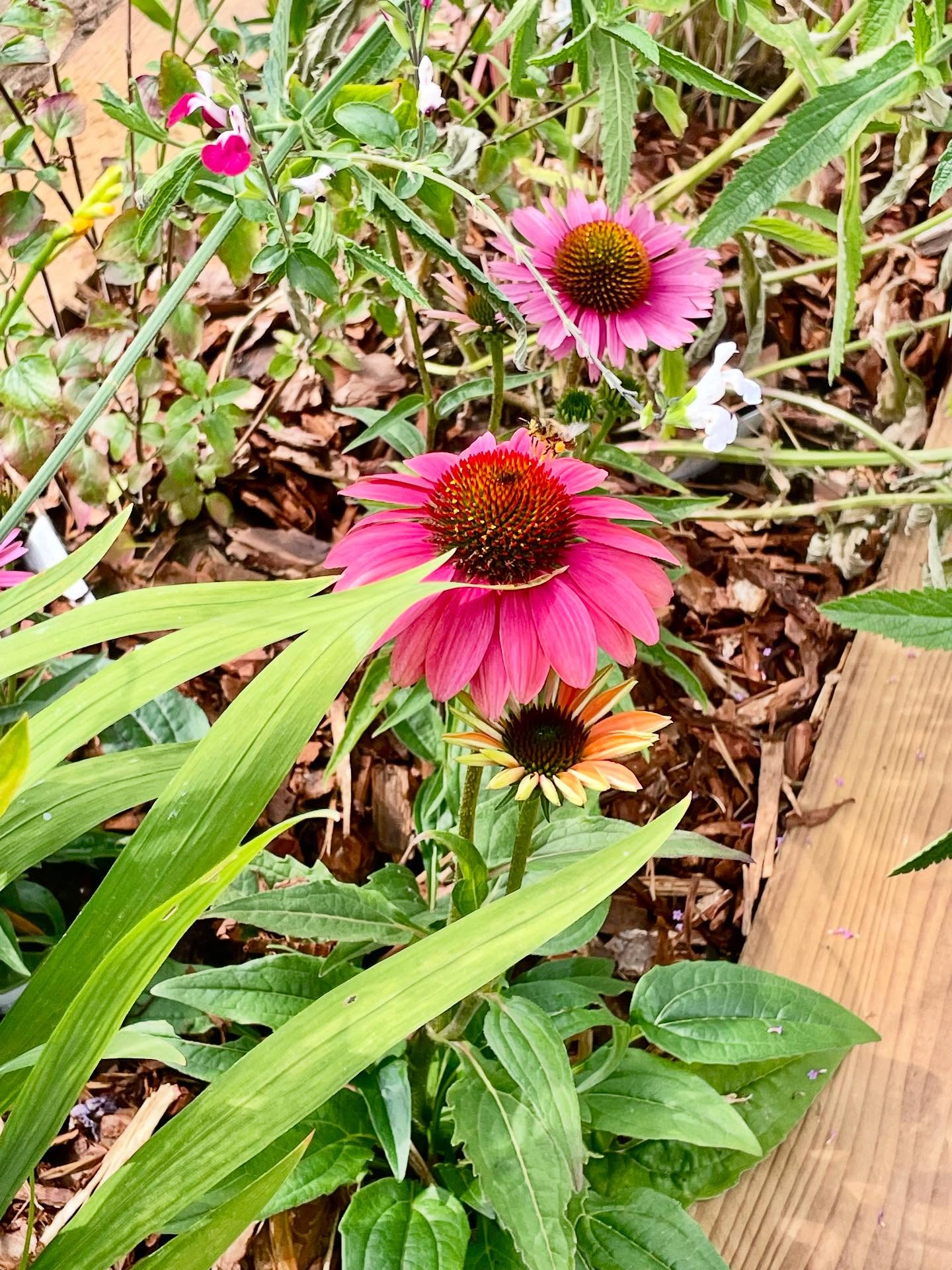Just some freshly planted Echinaceas already attracting bees !!! #echinacea #planting #landscaping #bees