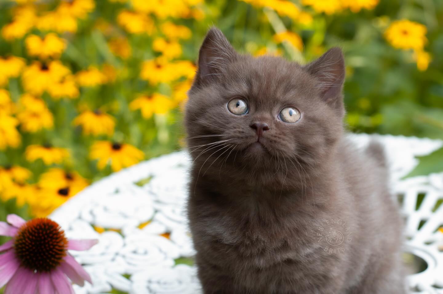 🤎🤍🤎
.
FOLLOW here @newenglandbrits 🦭
.
.
.
#britishshorthair #bestcatclub #catstagram #instacatfluencer #catsofboston #catsoftheworld #cutebritishshorthairs #allmeowphotos #instacatofficial #instacat_meows #happyfelines #catscollective #meowfeature #featurecats_insta #treehouselife #aworldforcats #all_animals_addiction #clone #bestmeow #bearcub #bostoncats #chocolate #brownbear