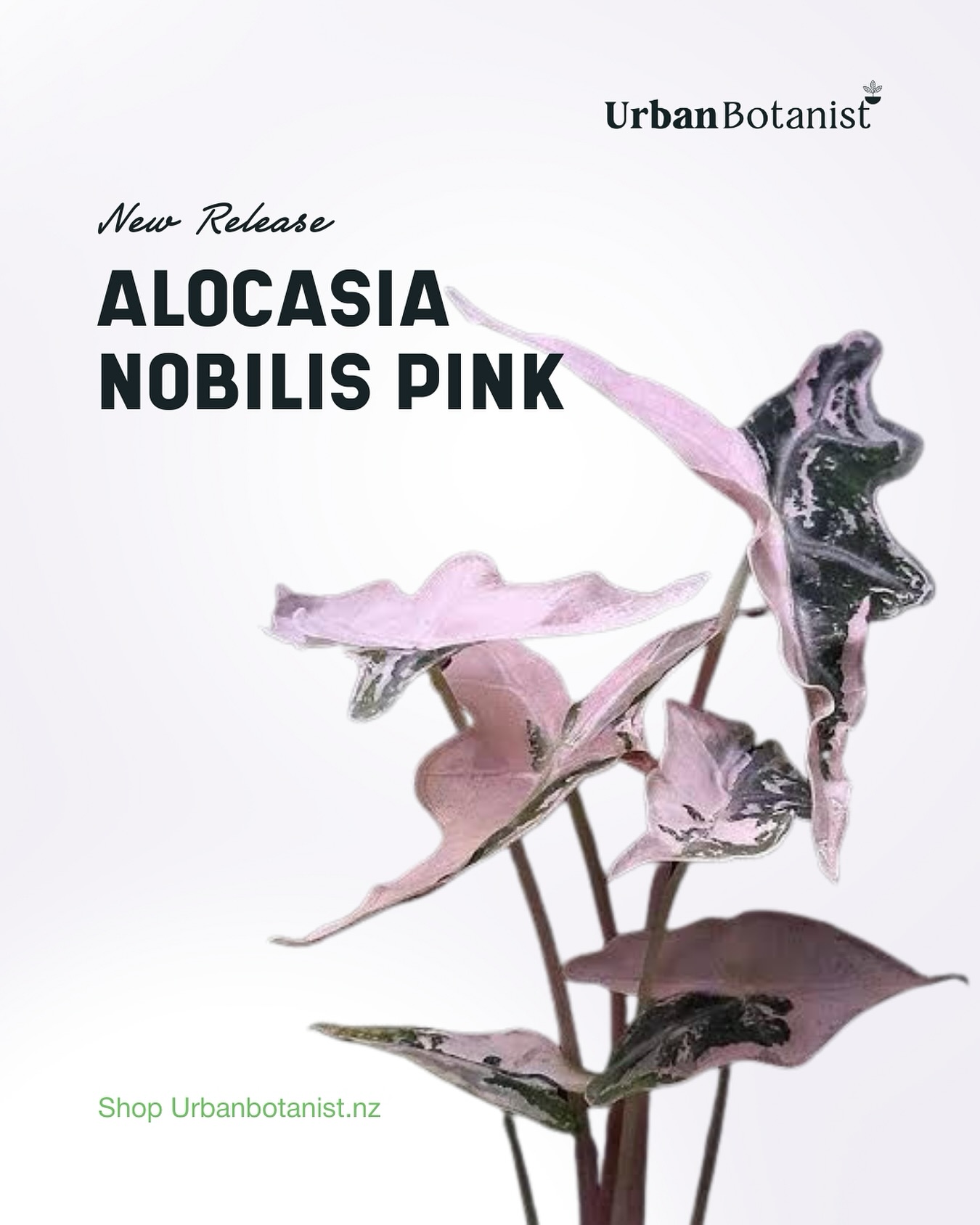 The highly anticipated Alocasia Pink Nobilis is an influencers dream… You can’t beat the pink & white variation contrasting against dark green leathery leaves! So much so , the first release sold out straight away! Head to urbanbotanist.nz and register your interest for my spring stock.