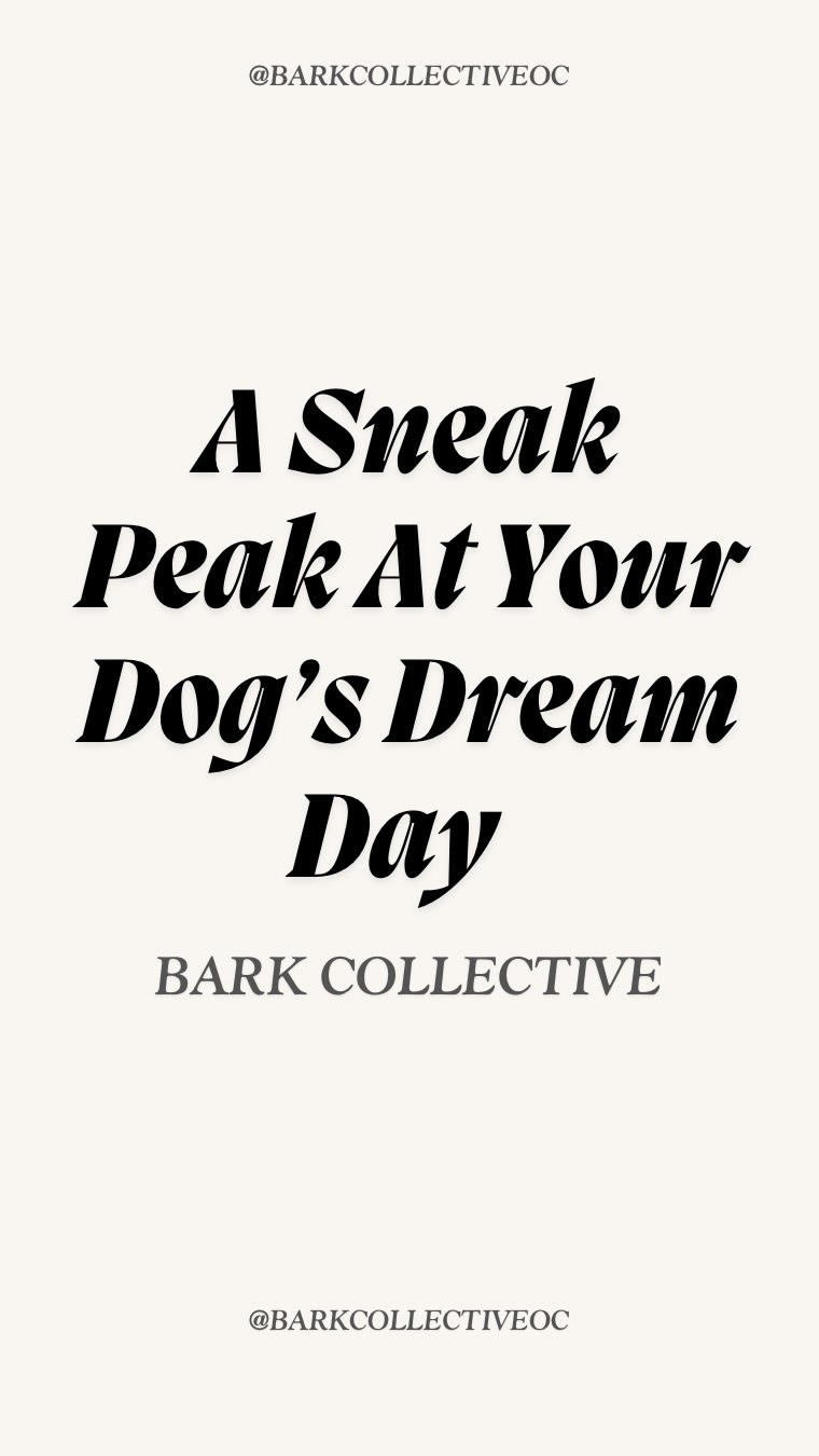 A sneak peek at what doggie daycare looks like at Bark Collective 🐾✨
From structured play groups and supervised socialization to pack walks, enrichment, and calm downtime — every part of the day is designed for your dog’s happiness, safety, and balance.
This isn’t just “playtime.” It’s luxury doggie daycare, Bark Collective style… and it’s what doggie dreams are made of. 💭🐶
#BarkCollective #DoggieDaycare #CostaMesaDogs #LuxuryDogDaycare #PackWalks #StructuredDaycare #HappyDogsHappyLife #WhatDoggieDreamsAreMadeOf
