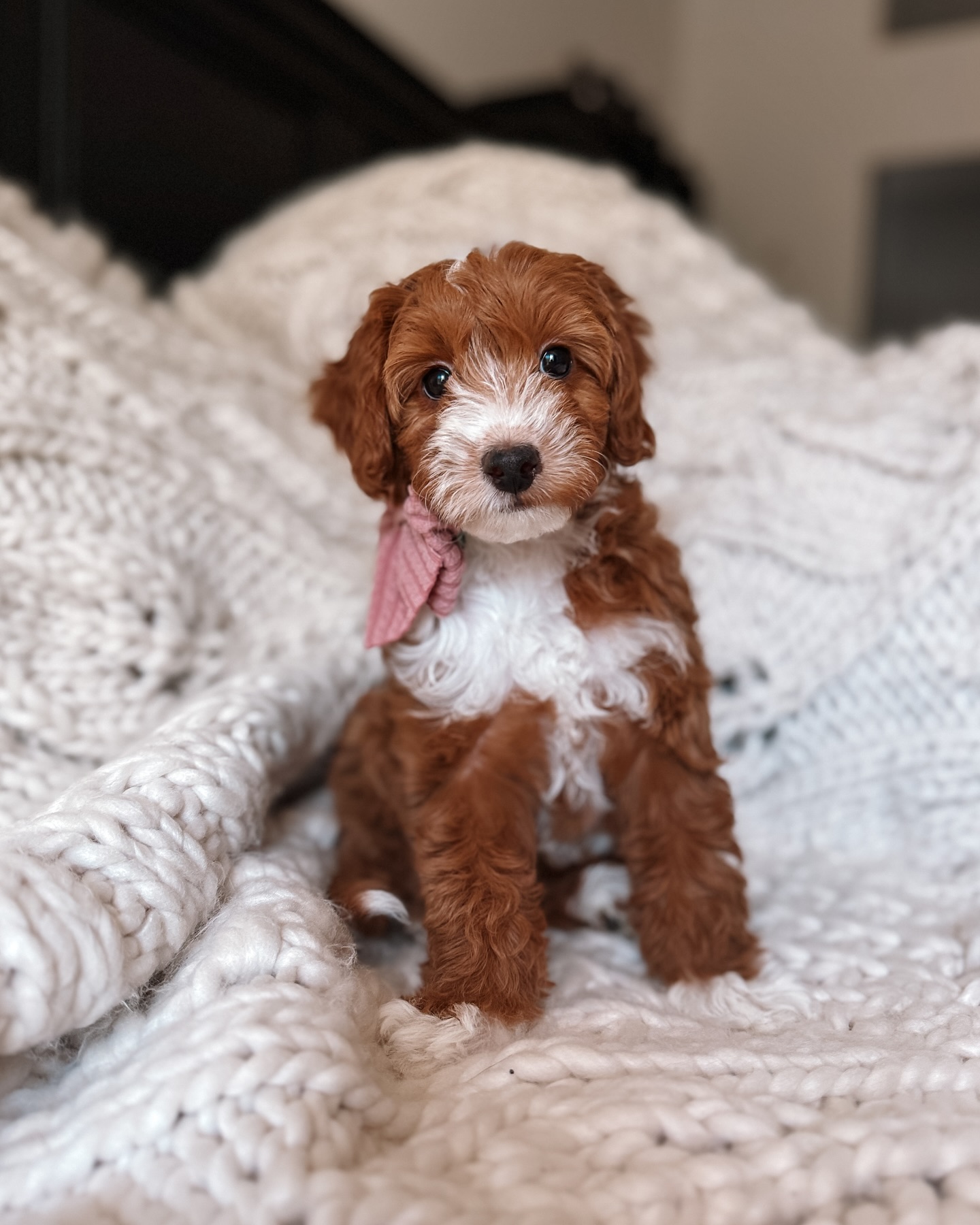 Our sweet Faith—now forever known as FiFi—has found her happily-ever-after! 💕🐾
This is the second pup from our program to be welcomed into the loving arms of the Lopez family, and our hearts are bursting with joy for them. 🏡✨
We’ll miss her silly wiggles, her playful spirit, and that precious little face—but seeing her exactly where she belongs, surrounded by love that will last a lifetime, makes every goodbye worth it.
FiFi, you’ll always be our little blessing… and now you’re right where you were meant to be. 🌸💖 She’s already become besties with her doodle sisters, Cali and Mila, and their trio is pure joy! 🐾✨