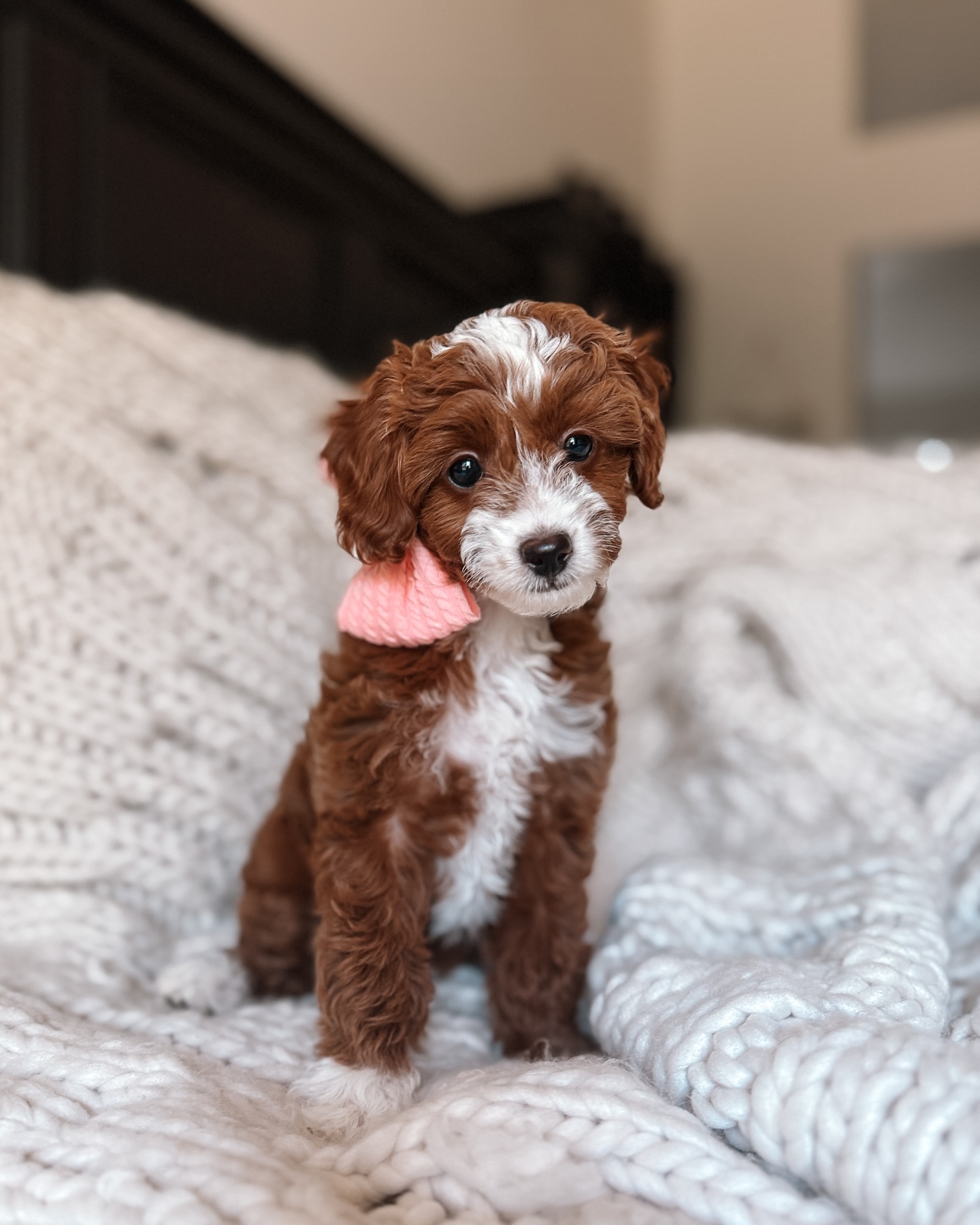 Our sweet little Hope — now Clover — is off to start her next big adventure with her forever mom, Kelly! 💕 These two are already destined to be the best of friends. Hope’s new life will be full of love, laughter, and plenty of adventures… starting with being the cutest mascot at Kelly’s school where she coaches!🐶
Thanks to her tiny size, Hope will be a world traveler in no time, tagging along on all of Kelly’s journeys. 🌎✈️ While we’ll miss her happy little tail wags and cuddles, we know she’s going to fill her new family’s hearts with joy every single day. 💖
Go spread that sunshine, sweet girl — the world is ready for you! ☀️
#gotchaday #microminigoldendoodle #tinypuppy