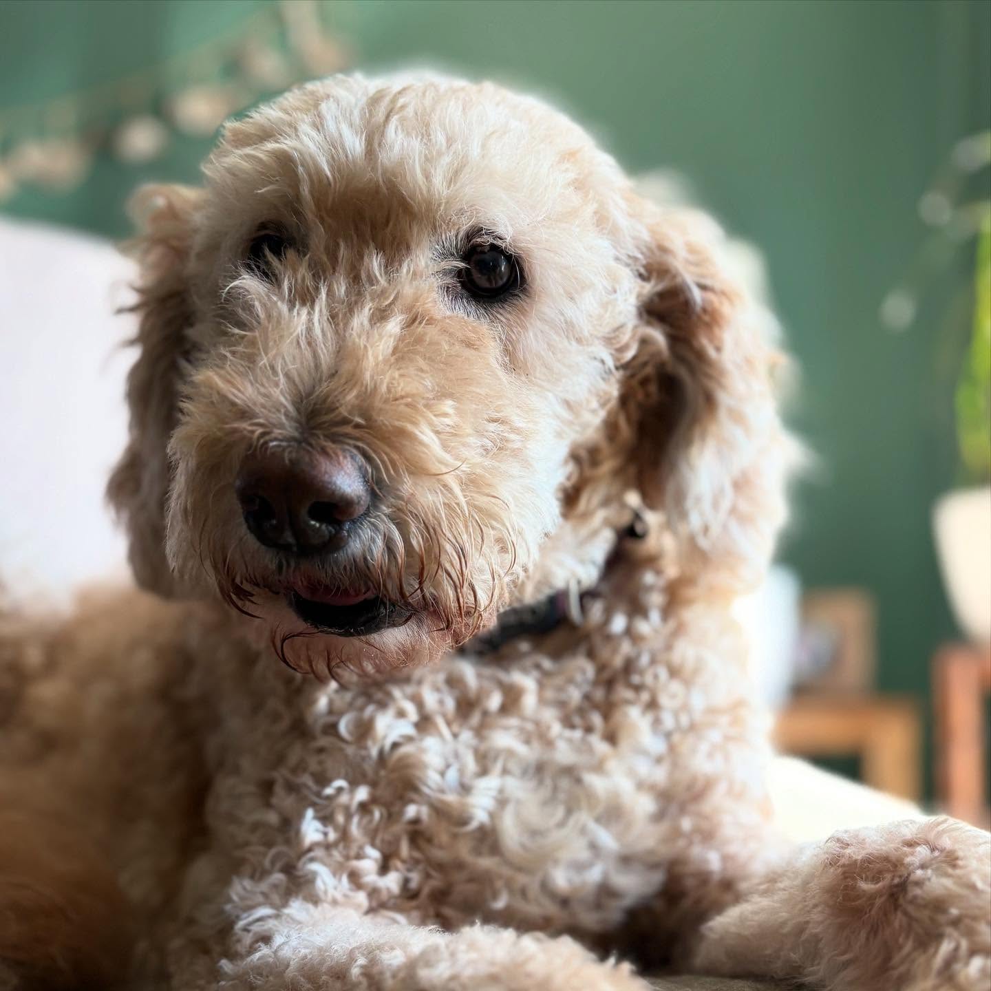 We've explained to the girls that they won't be seeing @lilliecateallen everyday any more and prepped them for regular photo shoots so we can send photos to our girl away. Mercy, these pups are medicinal. So much love.
•
#doodlesofınstagram
#sunnydaydoodle
#harperloudoodle