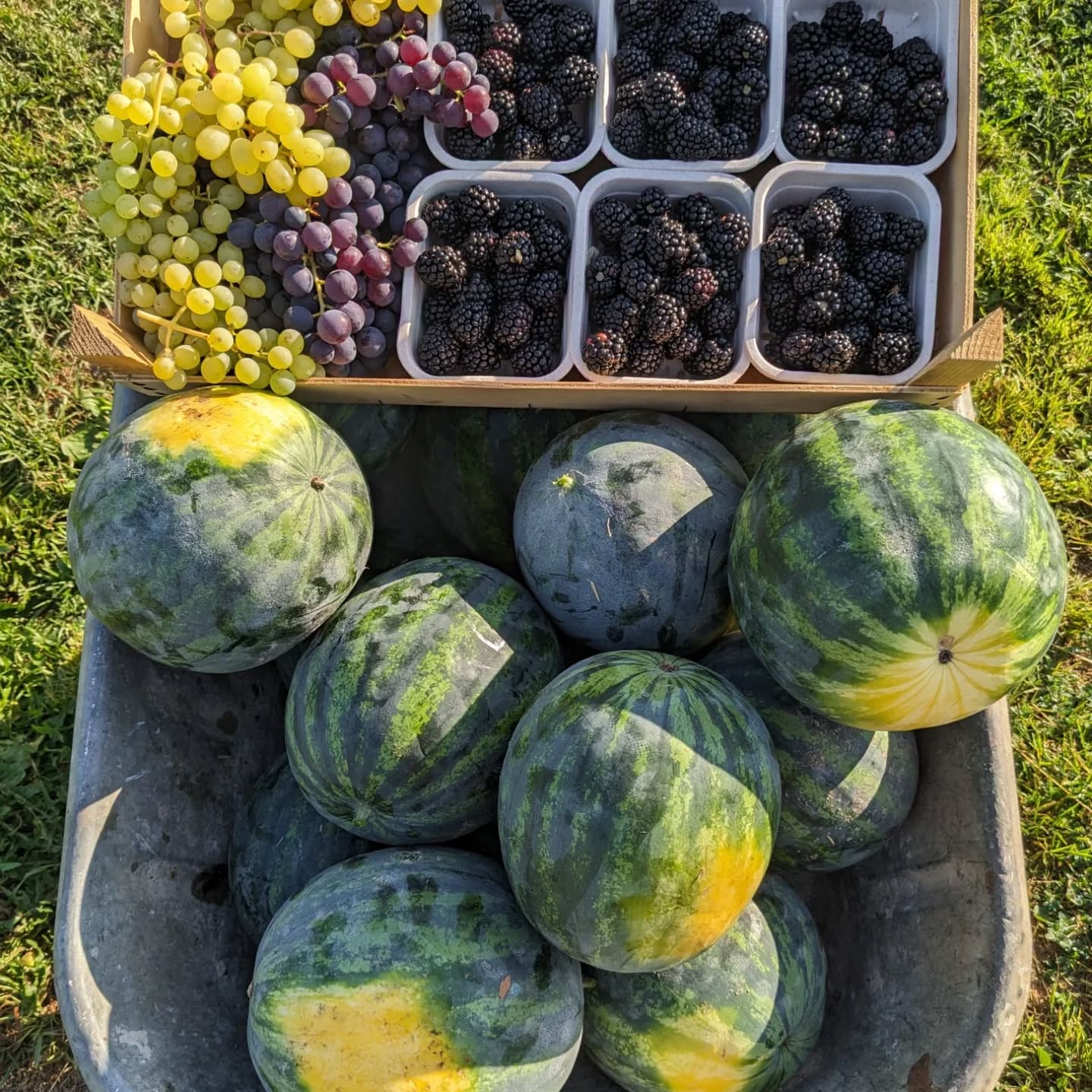 augustus= oogstmaand!
Vandaag en morgen = veldwinkel & zelfpluk βοΈ
β
bio meloen van eigen teelt: watermeloen, charentais en honingmeloen
β
fantastisch zoete bramen en herfstframbozen
β
echte smaalvolle tomaten uit volle grond
β
appels, peren en druiven
ππ» ijsjes in alle smaken en geuren om te verkoelen βοΈ
Welkom vandaag & morgen van 10u tot 18u
π§π»βπΎπ¨π»βπΎ