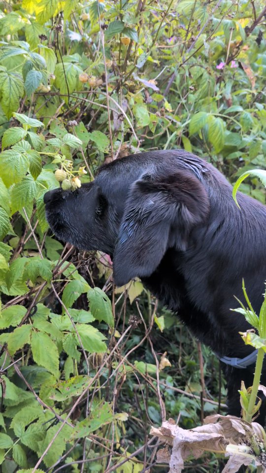 It's PYO season! Ishka has learnt to do this with the yellow and red raspberries, tayberries, gooseberries and blackberries when out on walks 😋
#vegetablegarden #fruitgarden #gardendesignwiltshire #gardening #blacklab_squad