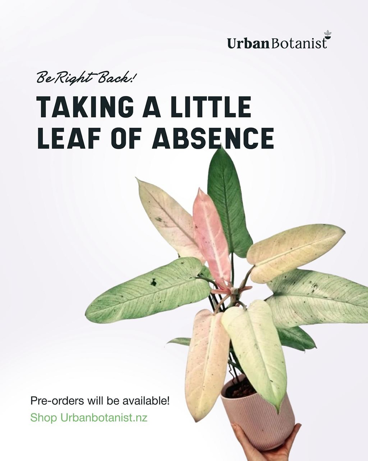 I’m getting a Leaf of Absence’ soaking up some rays overseas! Last shipping dates are 18th & 19th August , resuming on September 22 & 23. Pre orders will be available. I’ll be refreshed with brand new plants ready for Spring!