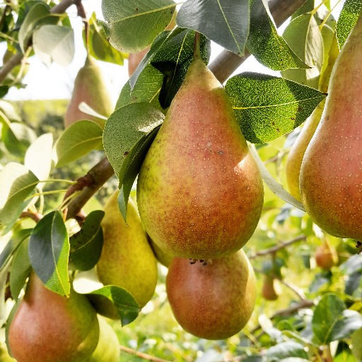 🍐🍐🍐 Reinbeißen, genießen – jetzt rollt die Birne!
Die Birnenernte startet – und mit ihr ein wahres Feuerwerk an Sorten und Aromen.
Birnen sind nicht nur saftig, süß und unwiderstehlich zart, sie sind auch echte Alleskönner: pur, im Kuchen, als Kompott oder zu Käse – immer ein Genuss.
Es geht los mit:
Bio-Tafelbirne Mortettini – elegant, aromatisch, ein Klassiker aus Italien
Bio-Tafelbirne Falsa Recchia – „falsches Ohr“ heißt sie übersetzt, wegen ihrer besonderen Form
Bio-Birne Prinzessin – zart wie der Name, mit feinem Schmelz
Bio-Rote Williams – leuchtend rot, intensiv im Aroma, perfekt für Obstsalat oder Schnaps
Bio-Clapps Liebling – benannt nach dem Züchter Thaddeus Clapp, knackig und herrlich saftig
Fun Fact:
Viele Birnensorten tragen ihre Namen aus Tradition – oft nach Züchtern, Herkunftsorten oder besonderen Formen. Manche klingen dabei so poetisch, dass man sie schon kaufen will, bevor man sie probiert hat.