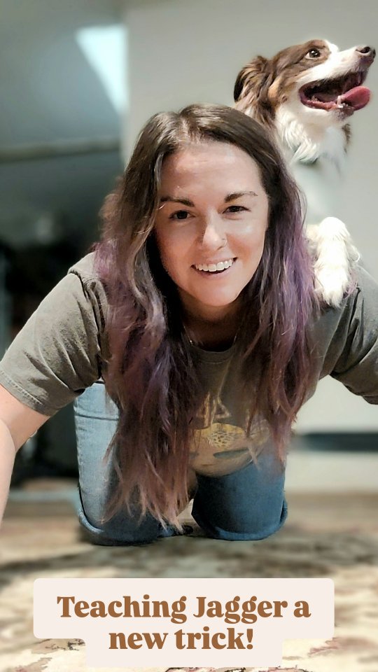 If you know me, you know I love my fur babies🥰
I LOVE teaching Jagger new tricks especially because he's so smart and catches on quickly! He also loves 1 on 1 time and being challenged.
This trick was a 2 person lesson lol @thehuntsta had to help me out! Maybe I'll post a video of the different steps it took to get him here!
My goals is to get a whole routine down eventually, lol maybeee some agility too. We shall see!