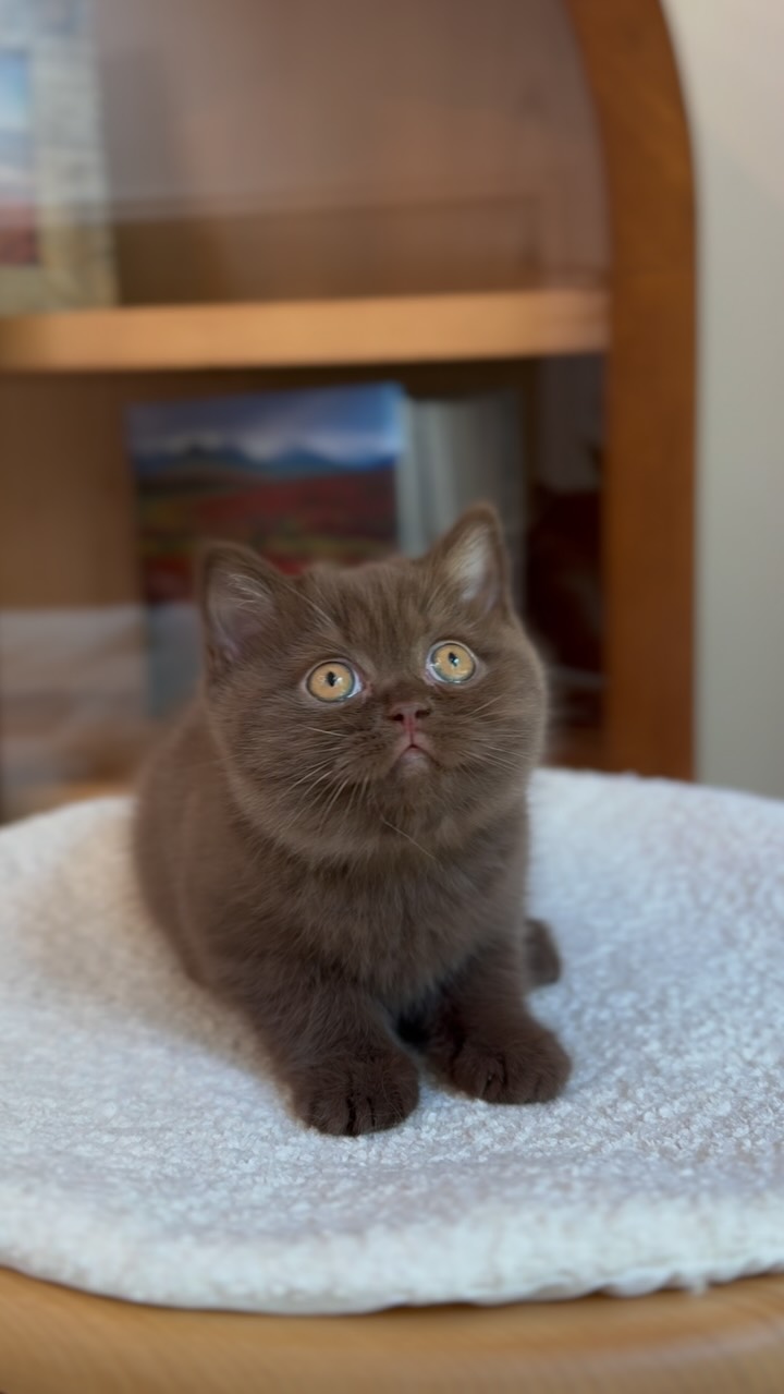Eyes don’t lie 👀🐻
.
FOLLOW here @newenglandbrits 🦭
.
.
.
#britishshorthair #bestcatclub #catstagram #instacatfluencer #catsofboston #catsoftheworld #cutebritishshorthairs #allmeowphotos #instacatofficial #instacat_meows #happyfelines #catscollective #meowfeature #featurecats_insta #treehouselife #aworldforcats #all_animals_addiction #bestmeow #bearcub #bostoncats #chocolate #brownbear