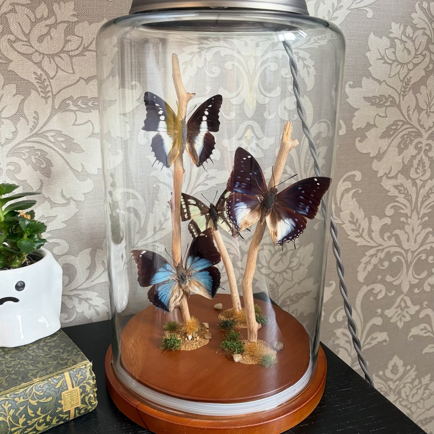 We are set up at @womenmotouk in the small business / info marque. We will be here Saturday and Sunday!
With us is our first run of butterfly lamps 💕
#butterfly #butterflyart #framedbutterfly #framedbutterflies #taxidermy #taxidermyforsale #insectpreservation #naturalhistoryart #weirdisbeautiful #natureart #entomologyart #insectcollector