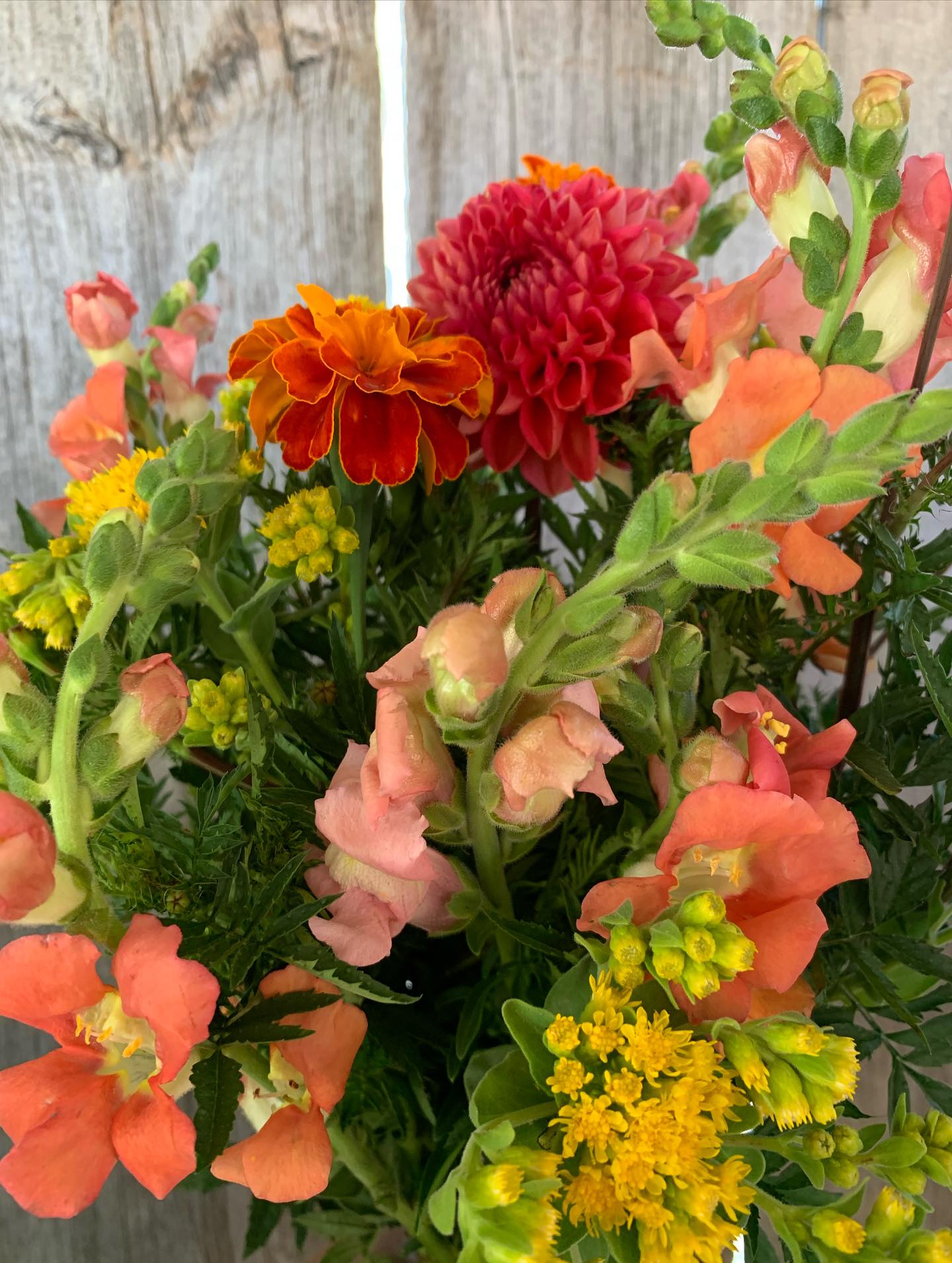 Can you name all the flowers? Harvest season is filled with abundance here at The Garden right now and there are SO MANY FLOWERS!
Now is a great chance to enjoy the abundance of a summer flower harvest. Drop by to visit the flower fields and enjoy the blooms.
AND…
We are gearing up to celebrate all this Canadian Flower goodness and abundance with flower farmers across this country of ours - Canadian Flowers Week starts on Monday and we are building a floral installation to celebrate!
Can you help?
We are building a fairy village installation with local blooms and natural materials to be installed in the front windows of The Flower Shop and More in St. Marys.
Will you help us build and decorate a fairy house? Drop by The Garden tomorrow, Wednesday Aug 13th from 12 - 4pm. Or at The Flower Shop and More, S. Marys Aug 15th 12-5pm. We have the supplies. You bring your imagination!
#Thegardeninharrington #harringtonontario #tavistockontario #tavistockontarioflowers #harringtonontarioflowers #embroontario #embroontarioflowers #embroontarioflowerdelivery #tavistockontarioflowerdelivery #thamesfordontario #lakesideontario #stmarysontario #stmarysontarioflowers #stmarysontarioflowerdelivery #woodstockontario #woodstockontarioflowers #woodstockontarioflowerdelivery #hicksonontario #flowerfarm #canadianflowerfarmer #ontarioflowerfarm #ontarioflowerfarmer #oxfordcounty #perthcounty #stratfordontario #stratfordontarioflowers #stratfordontarioflowerdelivery #freshflowers #haveyouseenaflowerfarmyet