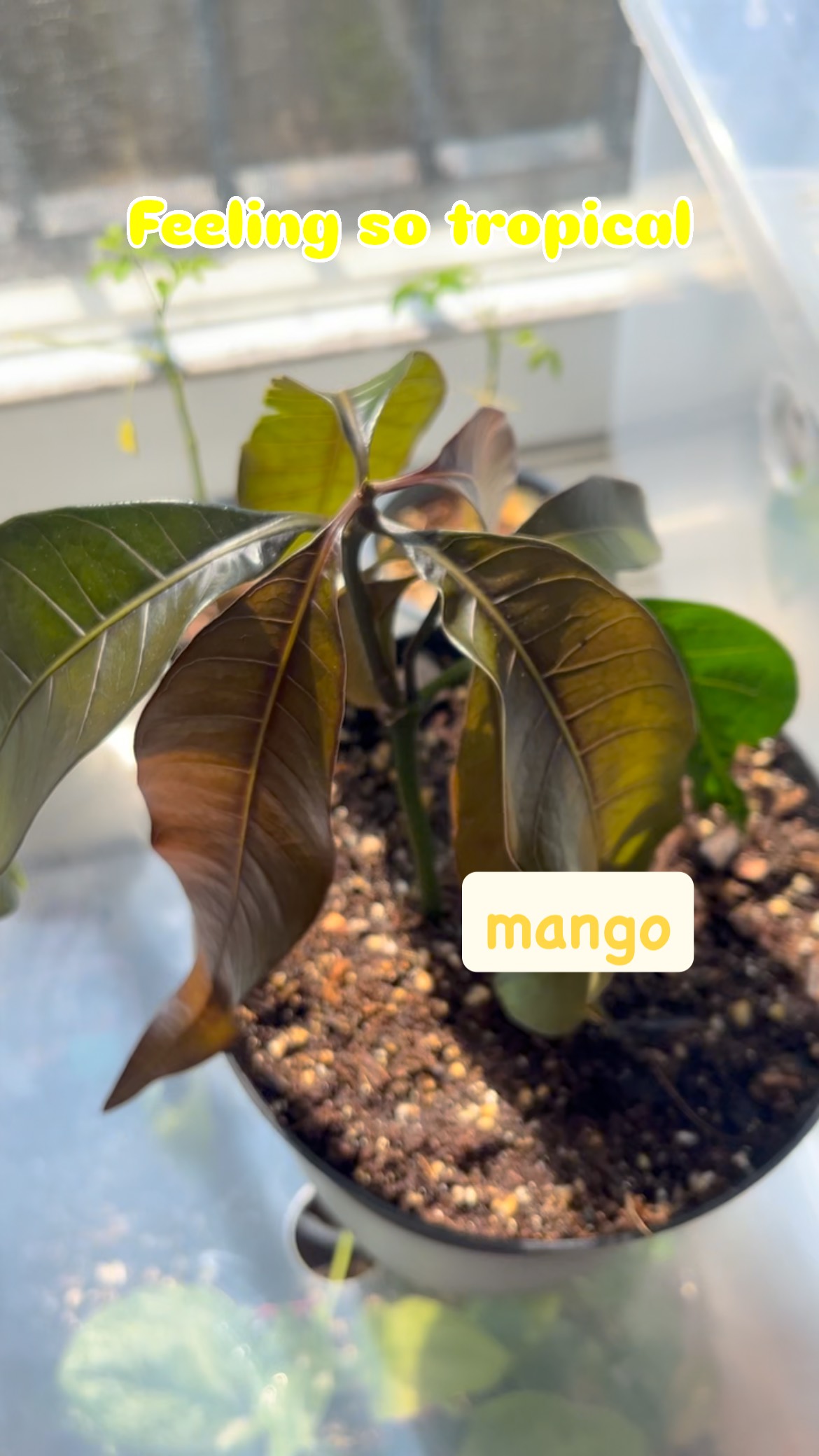 🌱✨ From Seed to Tiny Tree Dreams ✨🌱
Meet my little tropical treasures: mango, avocado, and moringa, all grown from seeds! 🥭🥑🌿
Right now, they’re just adorable baby plants… but in a few years, they’ll transform into unique bonsai trees with tropical flair. 🌴💚
This is how plants teach you patience, slow growth, quiet beauty, and the joy of watching life unfold one leaf at a time. 🌱✨
Which one do you think will make the coolest bonsai?
It’s a journey I can’t wait to share with you.
#ShootsiaJourney #TropicalBonsai #MangoBonsai #AvocadoBonsai #MoringaBonsai #PlantLovers #FromSeedToBonsai #PatienceInBloom