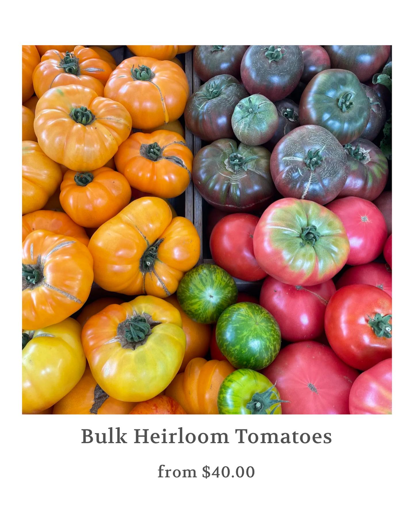 Check out our website for all those summer bulk deals!!! Get 20% off our regular price! #smallfarm #regenerativefarming #heirloomtomatoes🍅 #cucumbers🥒 #kohlrabi