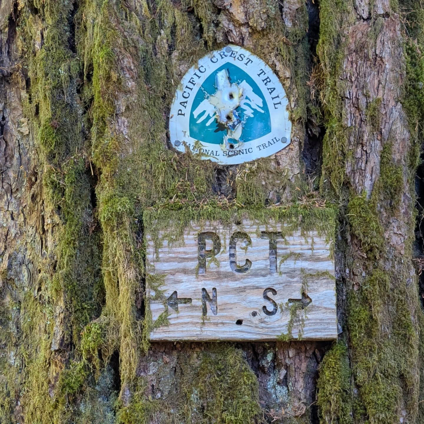 And that's a wrap. Washington, you're a gem.
PCT WA
Trout Lake to Cascade Locks