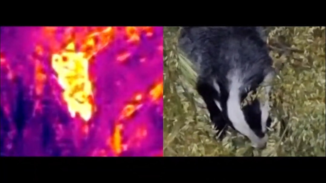 Rob has been out testing DJI MATRICE 4T DRONE at night. Check out these videos he recorded, the first showing a badger with the thermal. The second in colour, with the new spotlight kit fitted. No wonder these are ‘flying’ off the shelf, such clear images of this badger feasting on oats! 🦡
https://www.gameandcountry.co.uk/product-page/dji-matrice-4t-compact-drone
#DJIMatrice4T #eliteoptical #gamekeeper #landmanagement