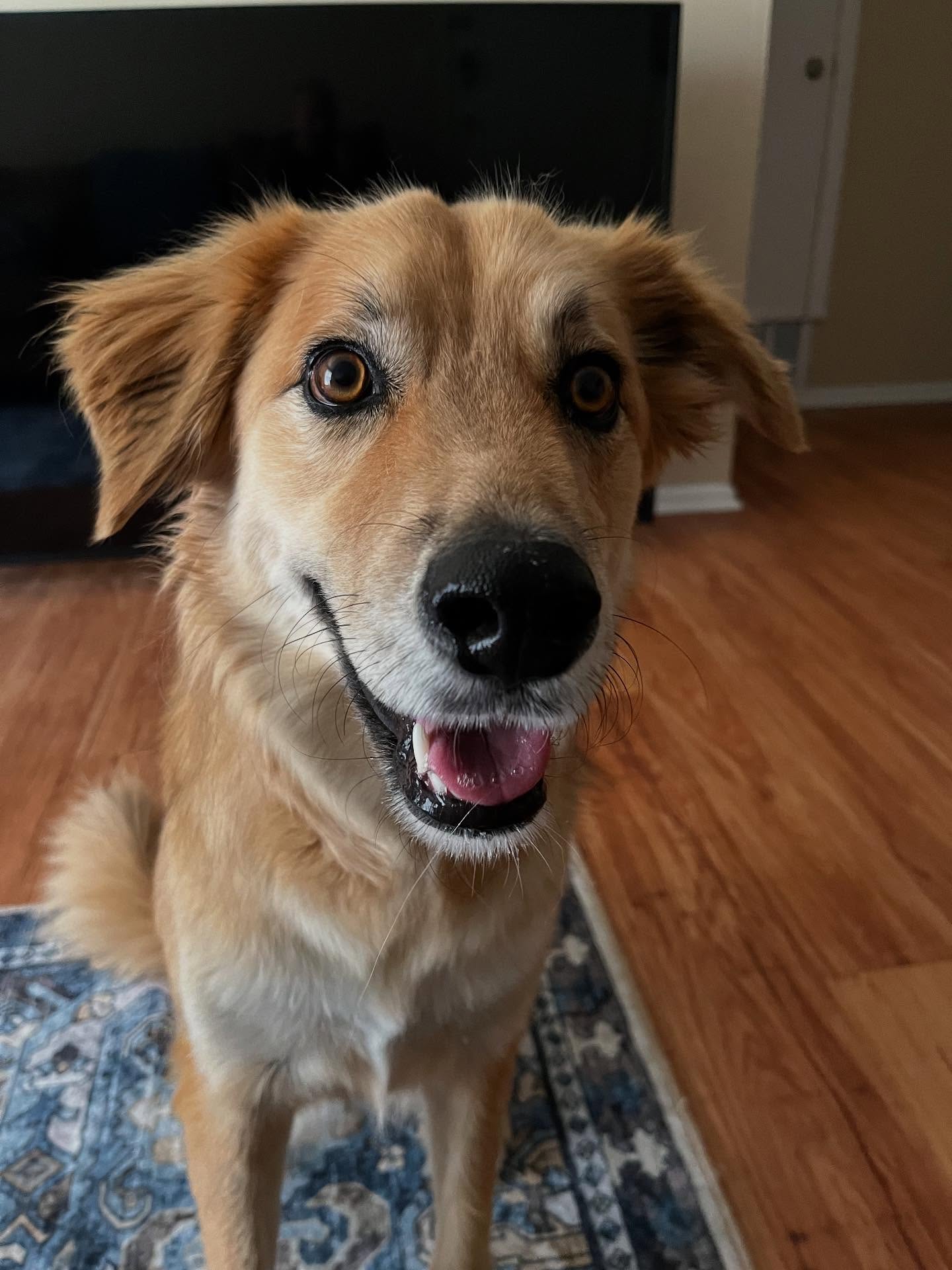 Please welcome Ellie to the pack! She is so sweet and spunky! ❤️