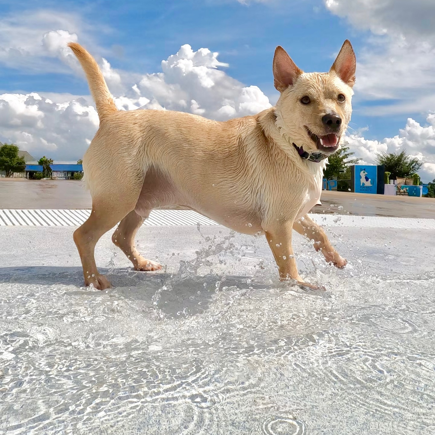 The annual DOGGY DIP is almost here!!!! It’s our absolute favorite event!!
@rollinghillspark opens up their amazing Water Park to dogs one day of the year and this year it will be held on Saturday September 6th!! @FurBallSociety will be taking free photos again this year 📸
Registration for Doggy Dip is open!
Register at: washtenaw.org/registerparks
4 sessions available:
Under 60lbs: 10:00 am - 11:00 am
Over 60lbs: 11:15 am - 12:15 pm
Under 60lbs: 12:30 pm - 1:30 pm
Over 60lbs: 1:45 pm - 2:45 pm