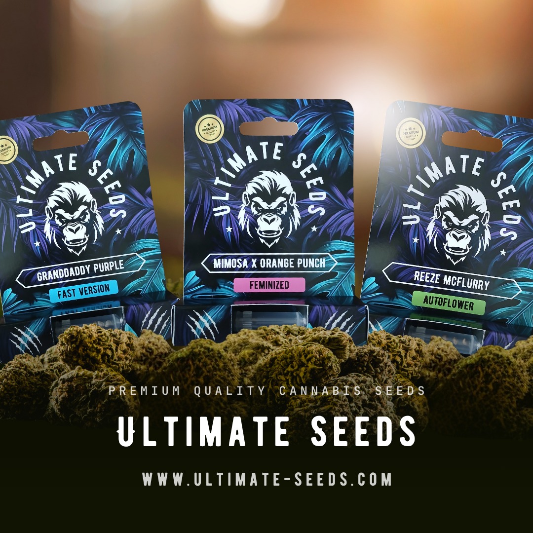 Are you still wondering why Ultimate Seeds is the best choice for you?π±π±π₯π₯π₯
1. Original Strains β We offer only authentic, original cannabis varieties, ensuring you get the real deal.
2. Strong Genetics β Our seeds come from some of the best, most robust genetics, guaranteeing strong plants with high yields.
3. Proven Quality β Our seeds are handpicked based on proven performance, ensuring you always get top-quality results.
4. Worldwide Shipping β No matter where you are in the world, we ship our seeds globally so customers everywhere can benefit from our products. (of course only to countries where it's allowed)
5. Over 100 Strains to Choose From β With over 100 different cannabis strains in our collection, there's always something that suits your preferences and needs.
6. Discreet and Reliable β We take care of packaging and shipping with discretion and reliability, ensuring your order arrives safely and discreetly.
7. Unique and Rare Varieties β From classic favorites to unique and rare strains, we offer a wide range of options for all kinds of growers.
π