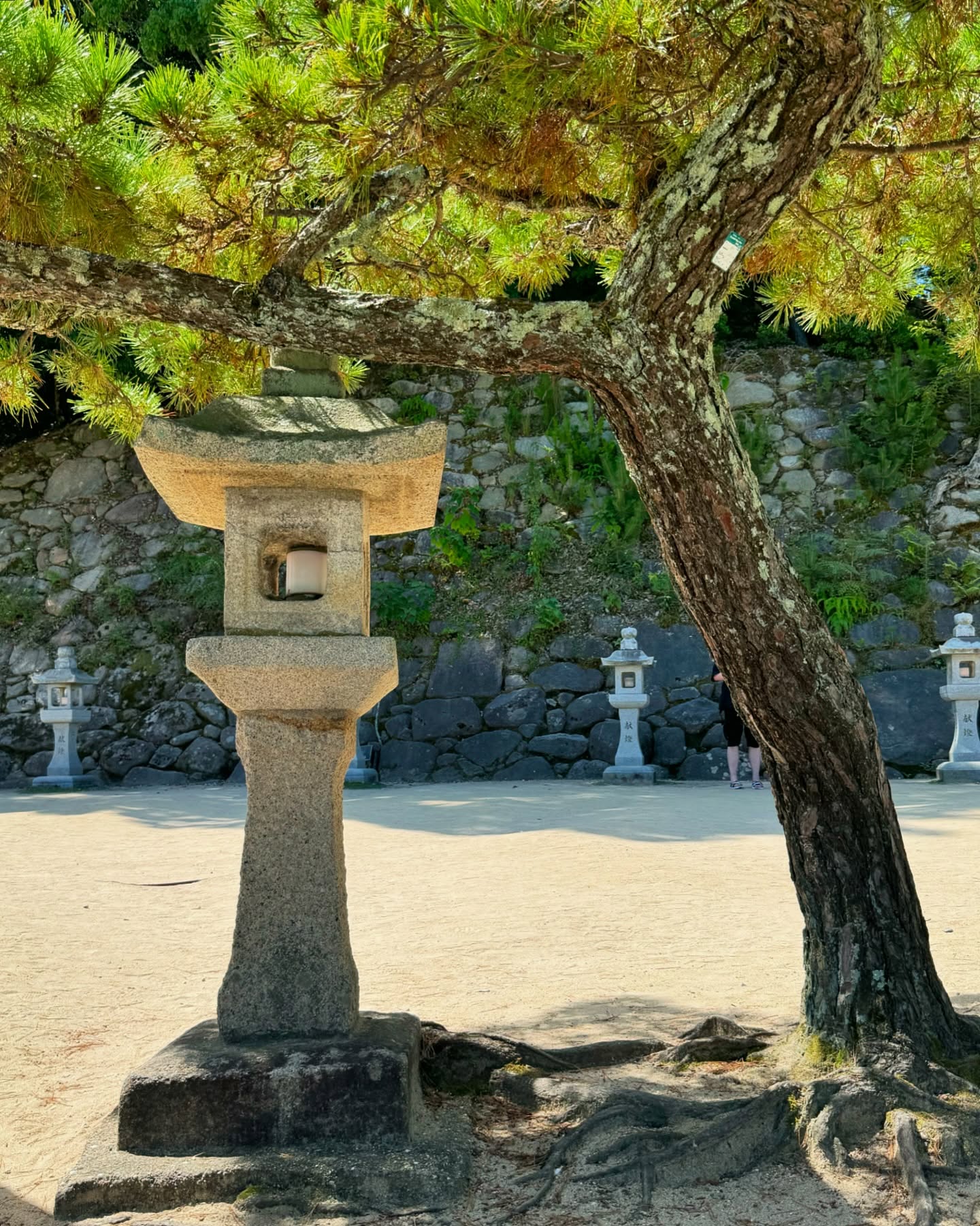 Why is Japanese landscape design is so striking? It’s the contrast of materials/elements (stone vs plants vs water), tree forms, various heights, and different textures (smooth vs spiky), all coming together to create one cohesive design.
🇯🇵
Yes, it’s possible to create a Japanese inspired garden that uses CA native plants and/or low water plants. Ask us more in your free 30 minute phone consultation.
.
.
.
#landscapedesigners #japaneselandscape #bayarealandscapedesign #traveldesign