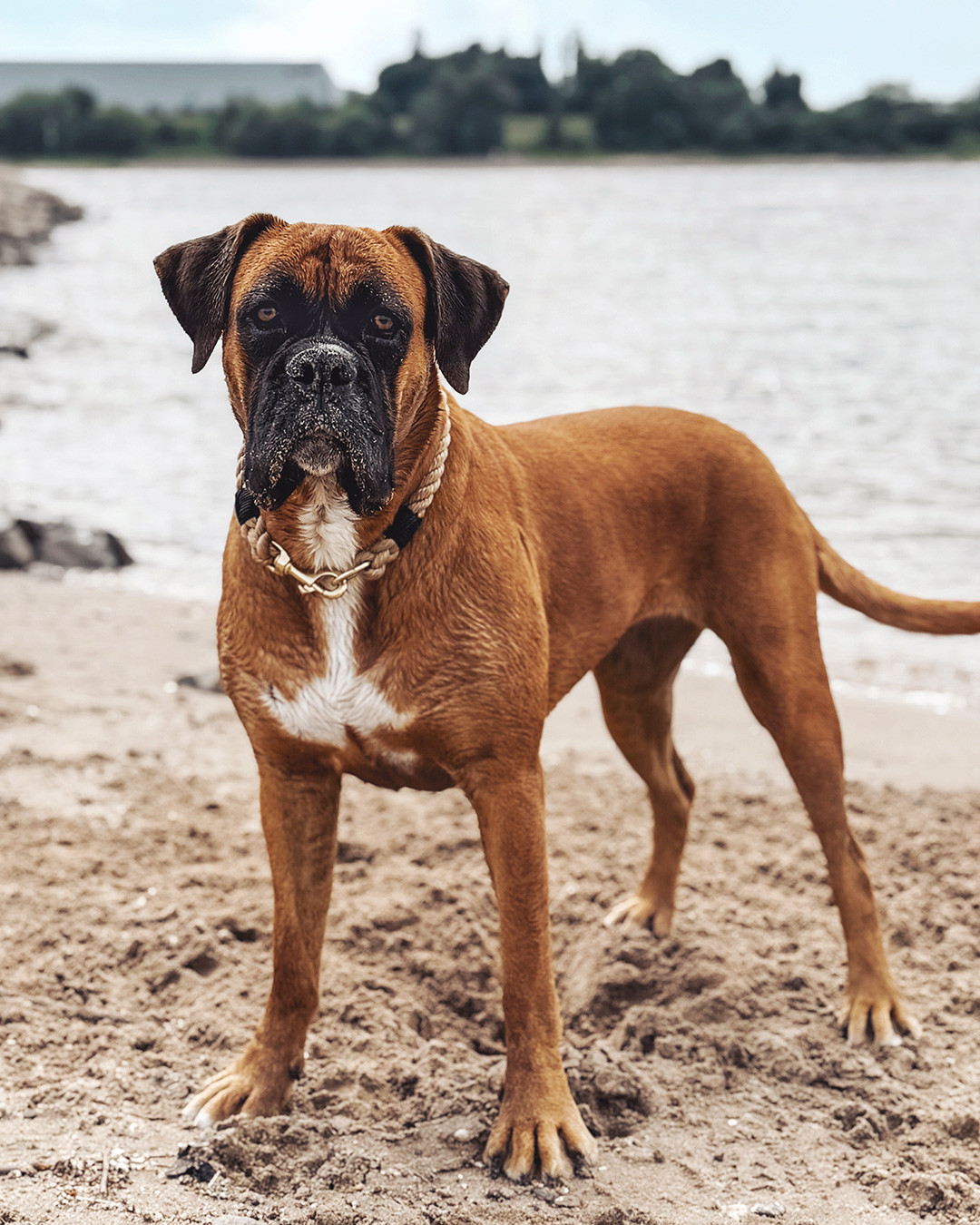 𝗘𝗗𝗗𝗔 𝗱𝗲𝗿 𝗕𝗼𝘅𝗲𝗿 – 𝗶𝗺𝗺𝗲𝗿 𝟭𝟬𝟬% 𝗔𝗰𝘁𝗶𝗼𝗻 💥 🐾
Unser Tauhalsband? Hält jedes Abenteuer aus!
Edda trägt unser Halsband VENDING – einfach gelegtes Tau, starkes Takling, simples Design – ein minimalistischer Look und robust im Alltag!
👉 www.AllesAusTau.de/produkt/vending
#deutscherboxer #boxerhund #boxerdog #boxergirl #boxerlove #boxers #boxerlovers #dogsofinstagram #doglover #dogmodel #abenteuermithund #unterwegsmithund #hundeliebe #hundeleine #tauleine #tauhalsband #tauleinedesign #tauleinenmanufaktur #allesaustau