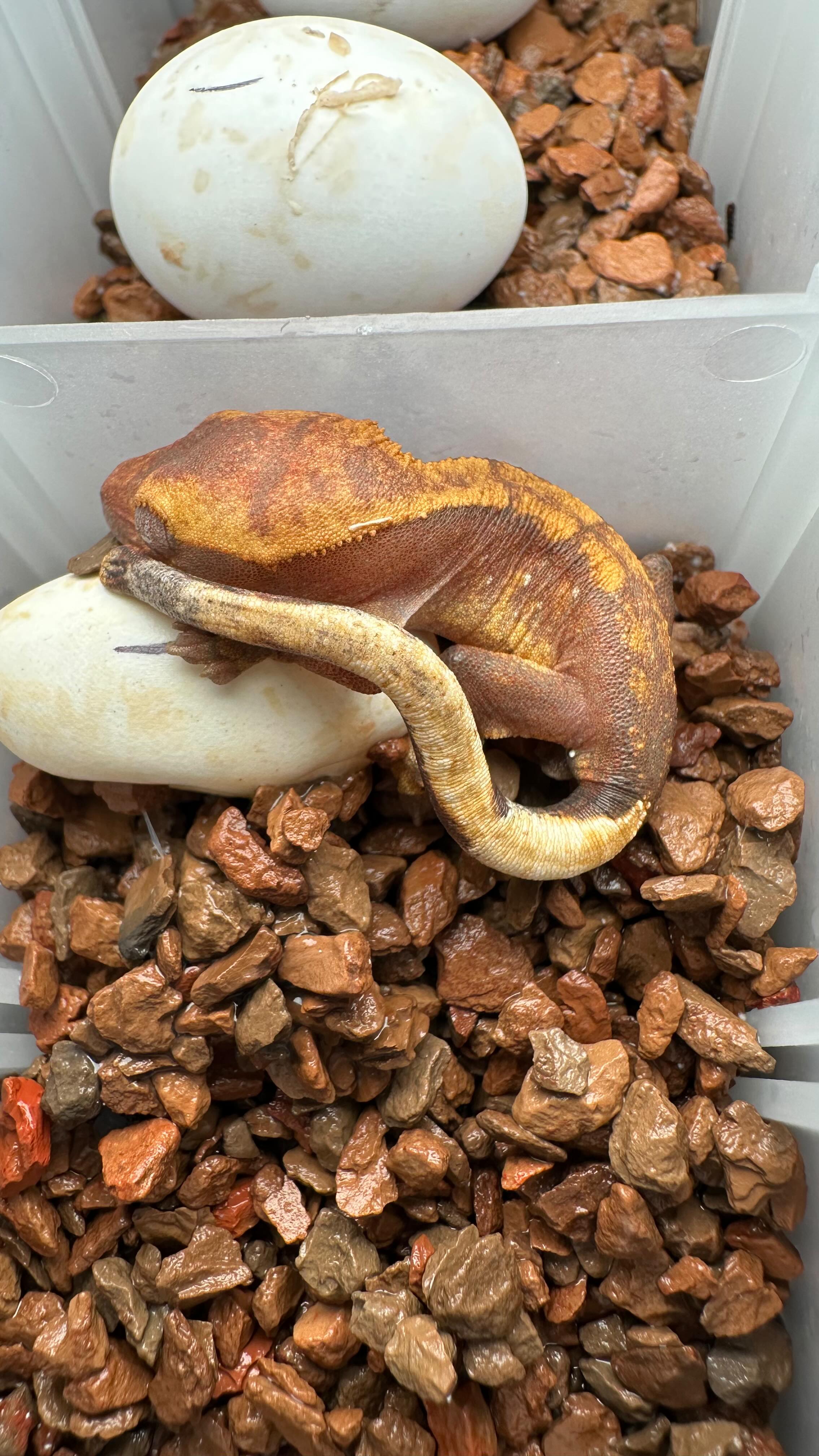 We’ve been keeping our “Fire” projects under wraps over here. We produced a handful of them early last year from outcross pairs and held all of them back so we could do more test breedings in the future and have more blood to work with. This season we have begun pairing Korea lines to our US lines to prove compatibility (mainly because it was argued they weren’t the same genetic lol). This baby is something most here I don’t believe have seen, a true Red Base Fire. The dad is a Red Base Fire we picked up from @5g_cre and he was crossed with one of the traditional Lavender colored fires you see most commonly. I personally didn’t think any of the Fire’s had a nice look to them, that was until I picked that boy up. He absolutely glows, and it’s so rewarding to see the same color I loved being passed onto his kids.
#hypo #firecrestedgecko #genetichypo #crestedgecko #leucisticcrestedgecko
