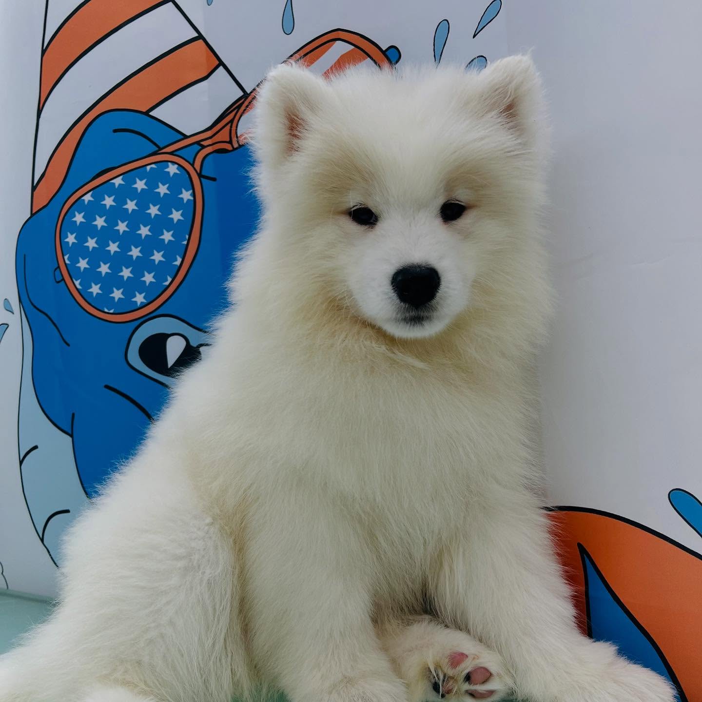I just love Samoyed puppies! Star got her first bath today on the van!! Perfect little baby! ❤️❤️❤️ #dawnofdeshed #samoyed #puppy #firstbath #mobilegrooming