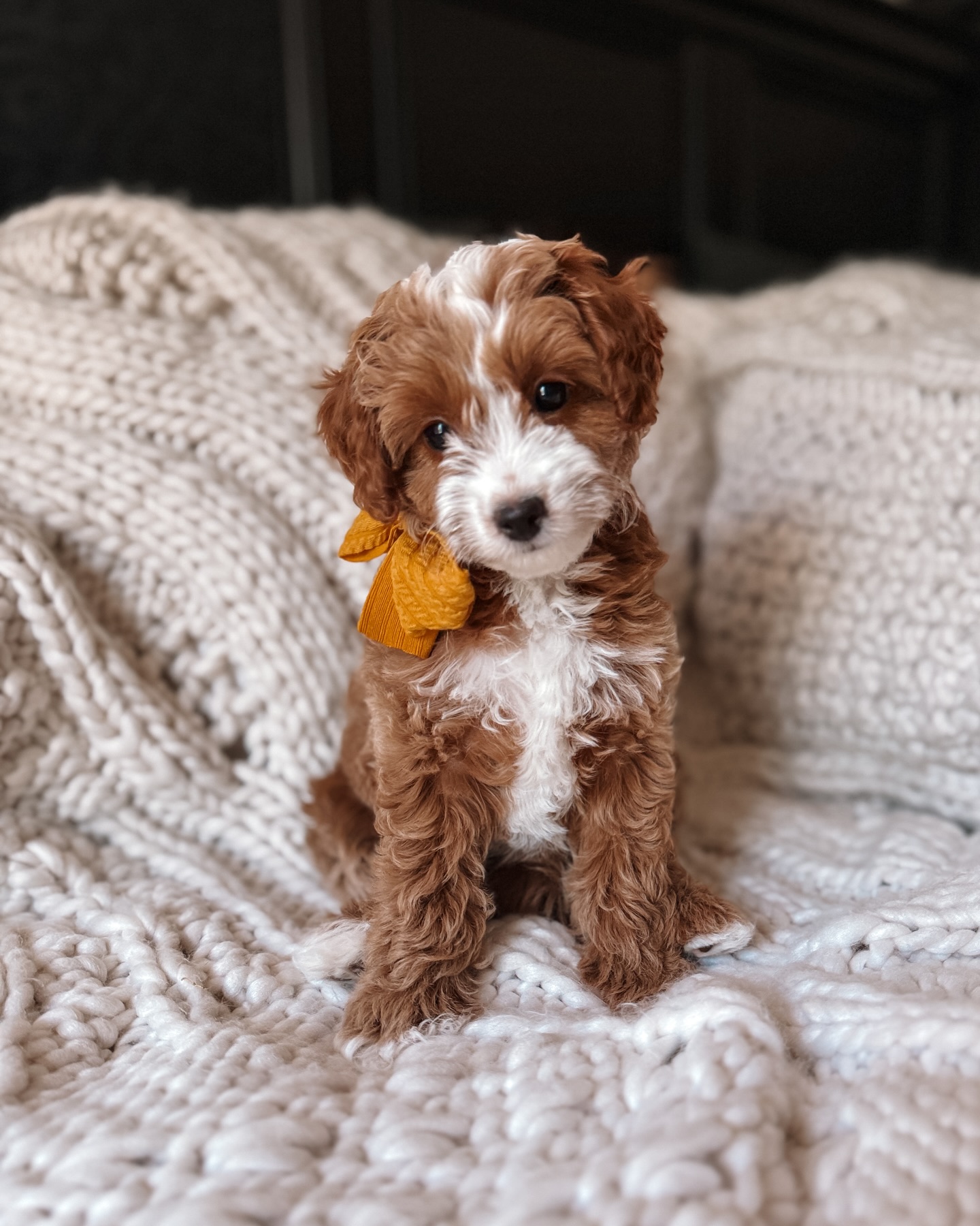 Goodbye, sweet Serenity… hello Bambi! 💕
She’s headed to beautiful San Francisco, California 🏙️, where she’s already showing off her brilliance by mastering commands like a pro. 🐾✨
Bambi also has a special family tie — her cousin is Dali from our mini Goldendoodle litter! 🐶🐾
We are so proud of this smart, loving girl and will miss her deeply, but our hearts are at peace knowing she’s off to a life full of love, adventure, and endless cuddles. 💛🐶✨