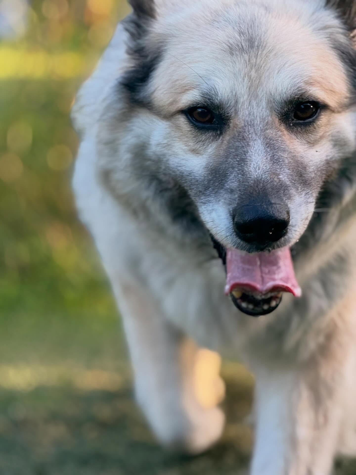 🐾 Misty