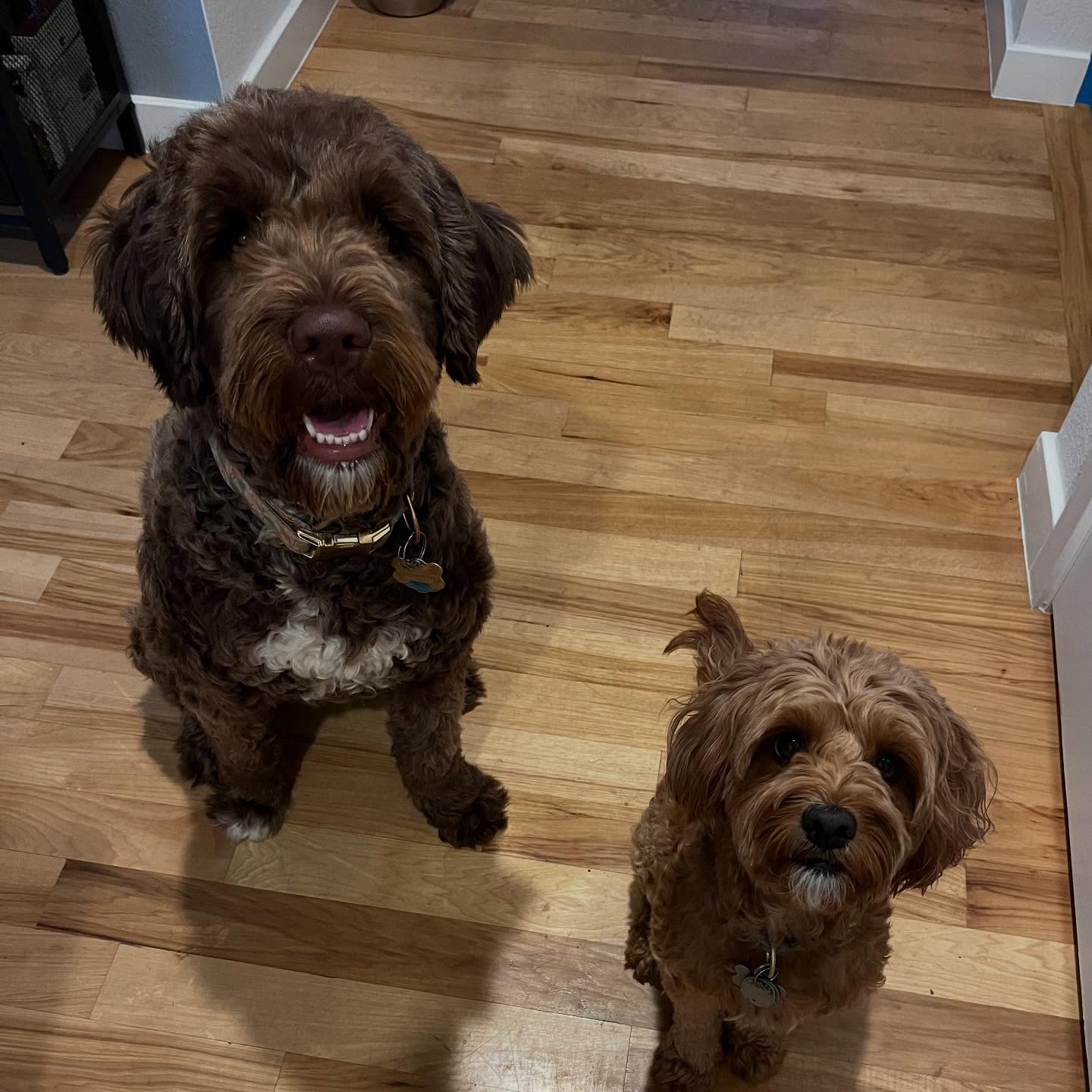 Daisy and Poppy just joined the pack! We are already best friends ❤️