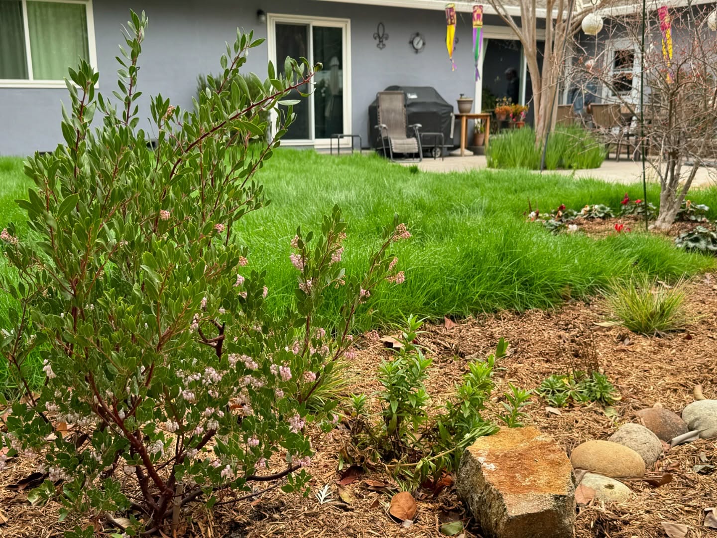 The no-mow lawn provided clients with the lush green meadow, more wildlife habitat, and less water than a traditional lawn. Native perennials add a decorative border to the space.
.
Photo was taken two months post installation.
.
.
.
#landscapedesigner #californialandscape #californianativeplants #habitatgarden #bayarealandscapedesign
