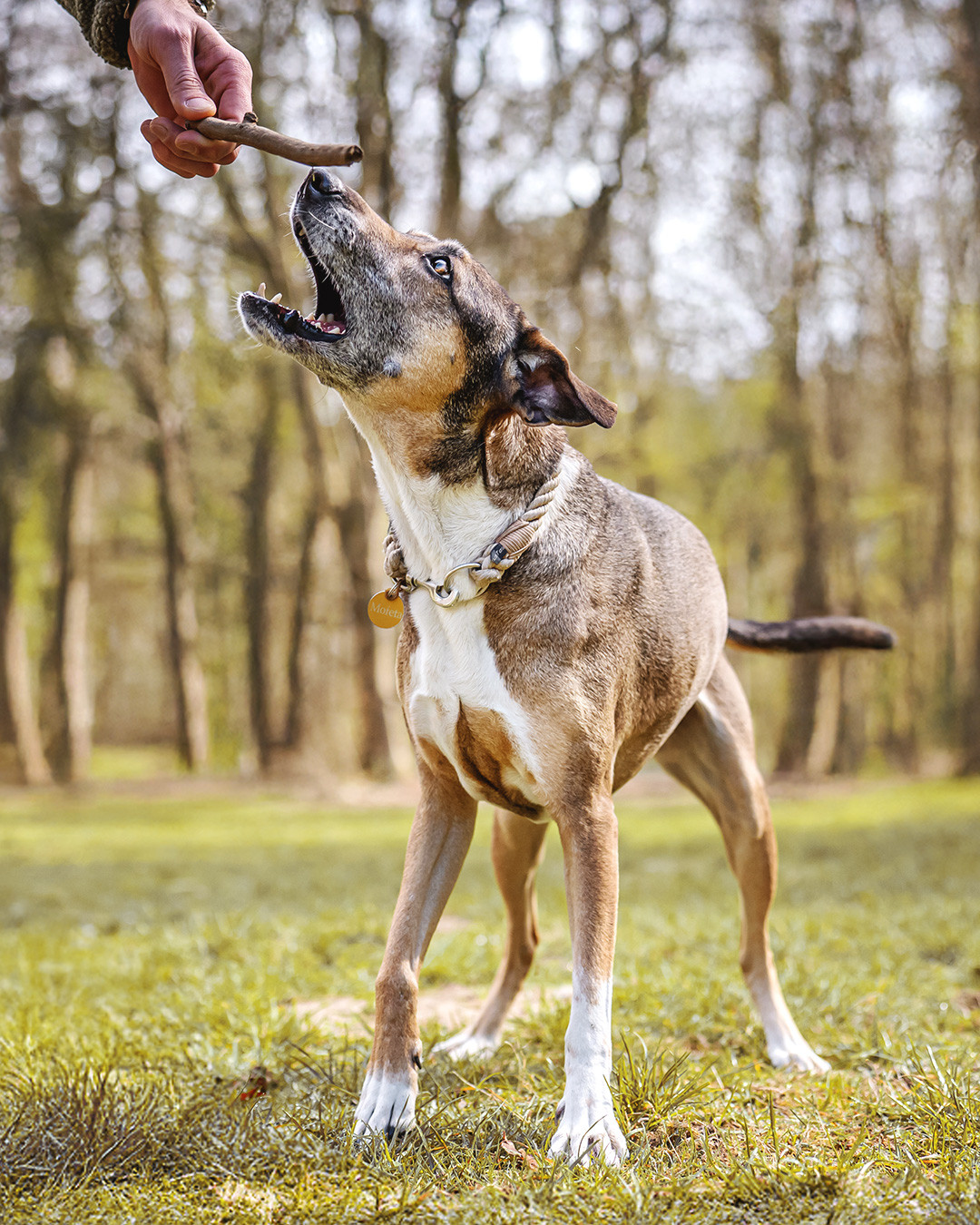 𝗙ü𝗿 𝗠𝗼𝗳𝗲𝘁𝗮 💗
Meine erste Tauleine war kein Auftrag und keine Business-Idee. Einfach nur ein paar Versuche mit einem Stück Tau – für meine Hündin Mofeta, die gerade erst in ihrer neuen Heimat angekommen war.
Vor fast neun Jahren habe ich sie aus einem mexikanischen Tierheim @perrosenpuerto mitgebracht. Nun wird sie bald zehn Jahre alt, die Schnauze schon deutlich ergraut. Ohne sie gäbe es „Alles aus Tau“ wahrscheinlich gar nicht. Und so lange es sie noch gibt, werde ich auch weiter Tauleinen fertigen.
📷 @kuesten_fotografie_rostock
#mexikohund #puertoescondido #mexikandog #tierschutzhund #rescuedog #adoptdontshop #hundeliebe #hundefotografie #hundemodel #unterwegsmithund #tauhalsband #tauleinedesign #tauleinenmanufaktur #allesaustau