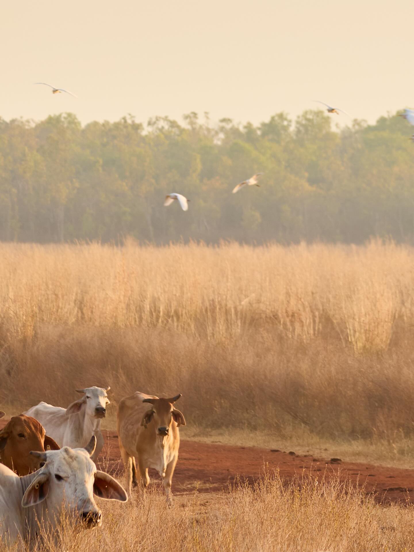 Bombarding insta with my travel pics! The colours in the NT are extraordinarily beautiful! Soooo much to photograph!
.
.
.
#NT #australia #brahman