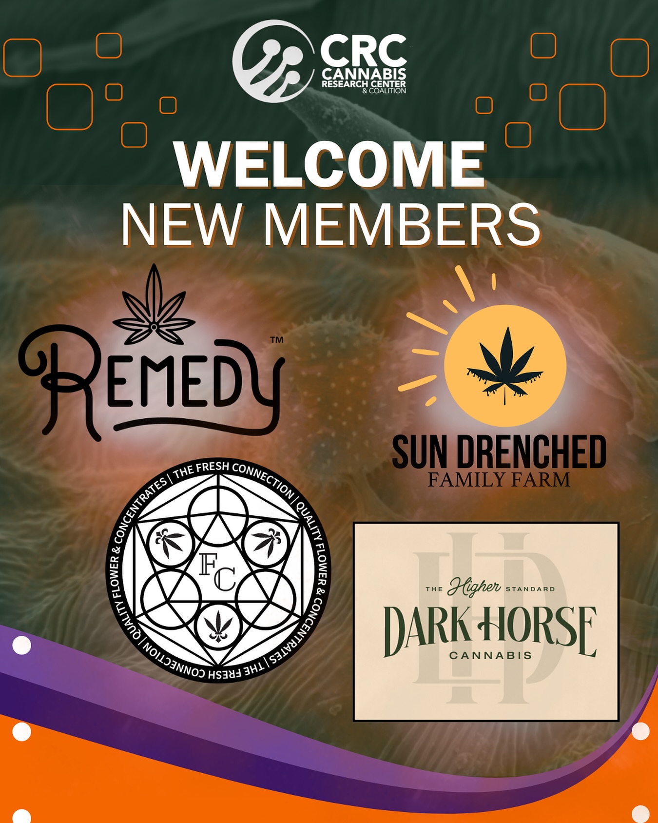 👏🏾We’re excited to welcome @thefreshconnectionboston (Boston), @remedycultivation aka Silver Sage Wellness (Nevada), @sun_drenched_farm, and @_darkhorseofficial (Arkansas) as the newest members of the Cannabis Research Coalition!!!
Their commitment to excellence in cultivation and passion for advancing cannabis science make them valuable partners in our mission to generate data-driven insights and strengthen the foundation of our industry.
Together, we’re cultivating knowledge to move cannabis forward.
Give them a warm sun-drenched welcome!
#cultivators #growers #licensedcannabis #plantscience
#CannabisResearch #CannabisScience #CannabisIndustry #Cultivation