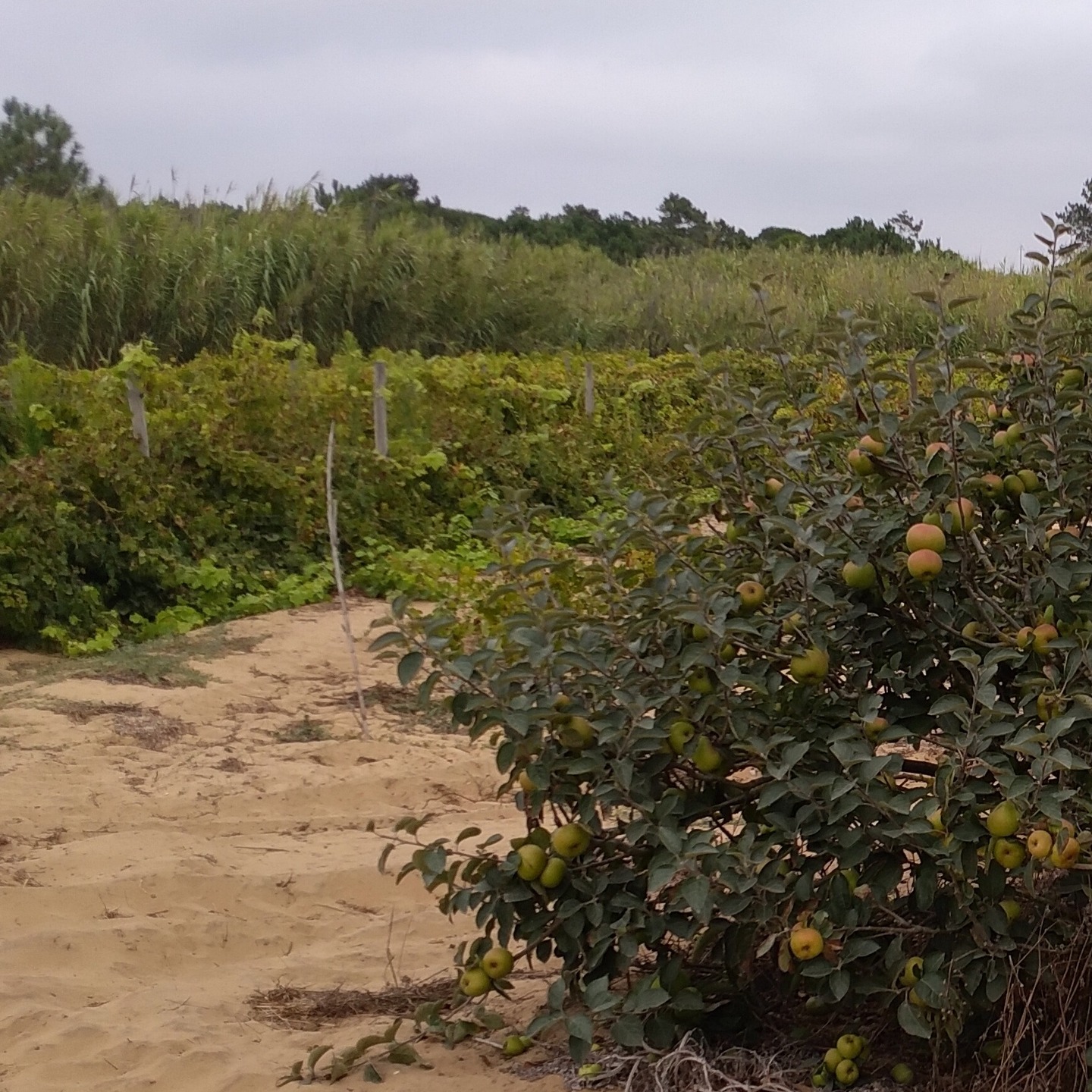 🌾🍇🍏 Entre areias do Magoito, crescem vinhas e macieiras. 🌊🚙
🌾🍇🍏 Among the sands of Magoito, vineyards and apple trees grow. 🌊🚙
#WesternmostRoute #SintraCascais #NaturezaPortugal #PasseiosDeJipe #VinhasEMacieiras #RotaMaisOeste #TurismoDeNatureza #AventurasAoArLivre #DescobrePortugal #BelezaNatural