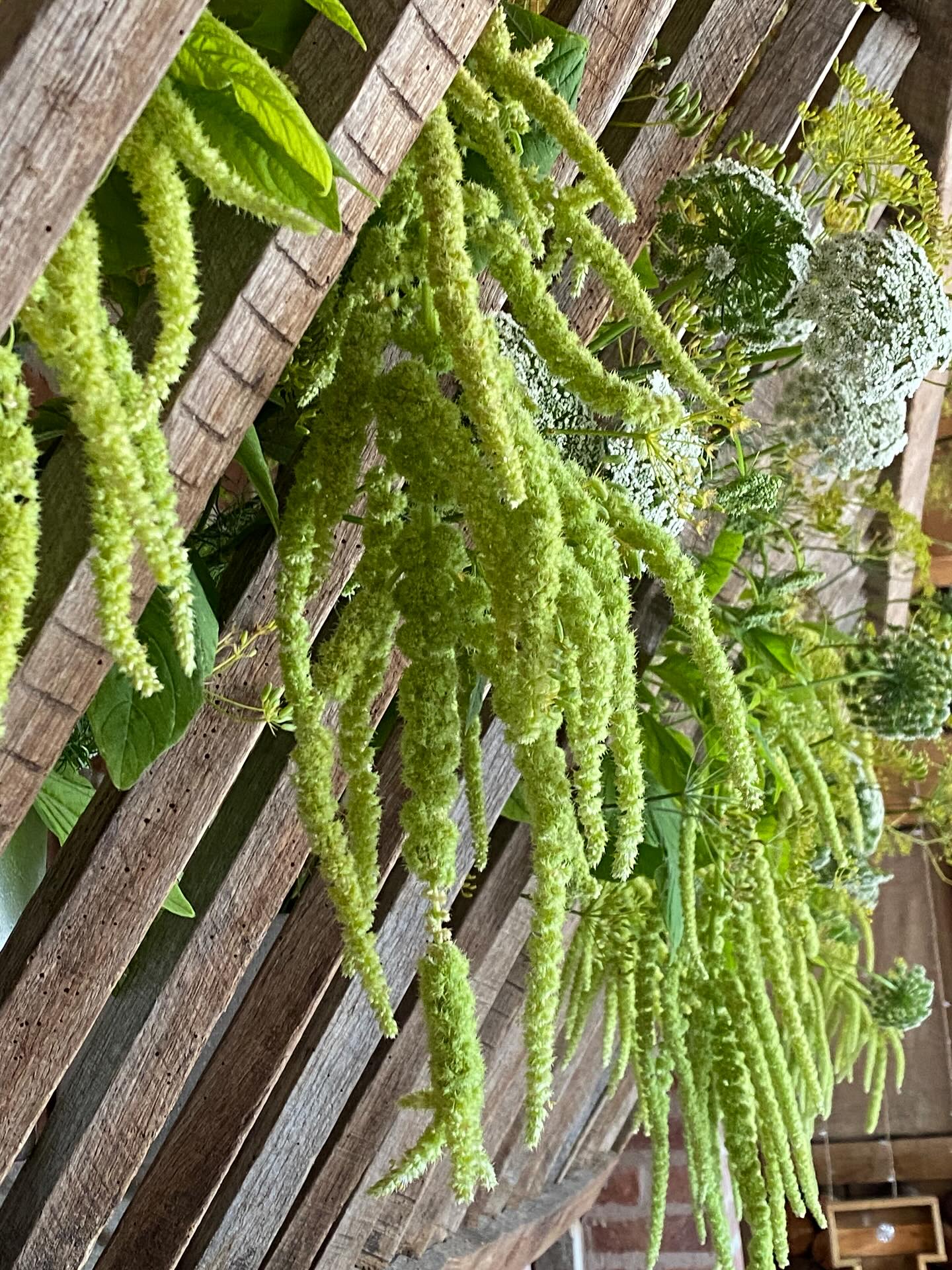 Away in a manger @bridalbarnwedding today. Filling this rustic beauty with dill, amaranthus and ammi. Simple, seasonal and sensational š thanks Clare @wallflowersuk for such wonderfully tall stems and my allotment neighbour for the lanky dill š #bridalbarnwedding #shropshirewedding #seasonalblooms #flow #floralantics