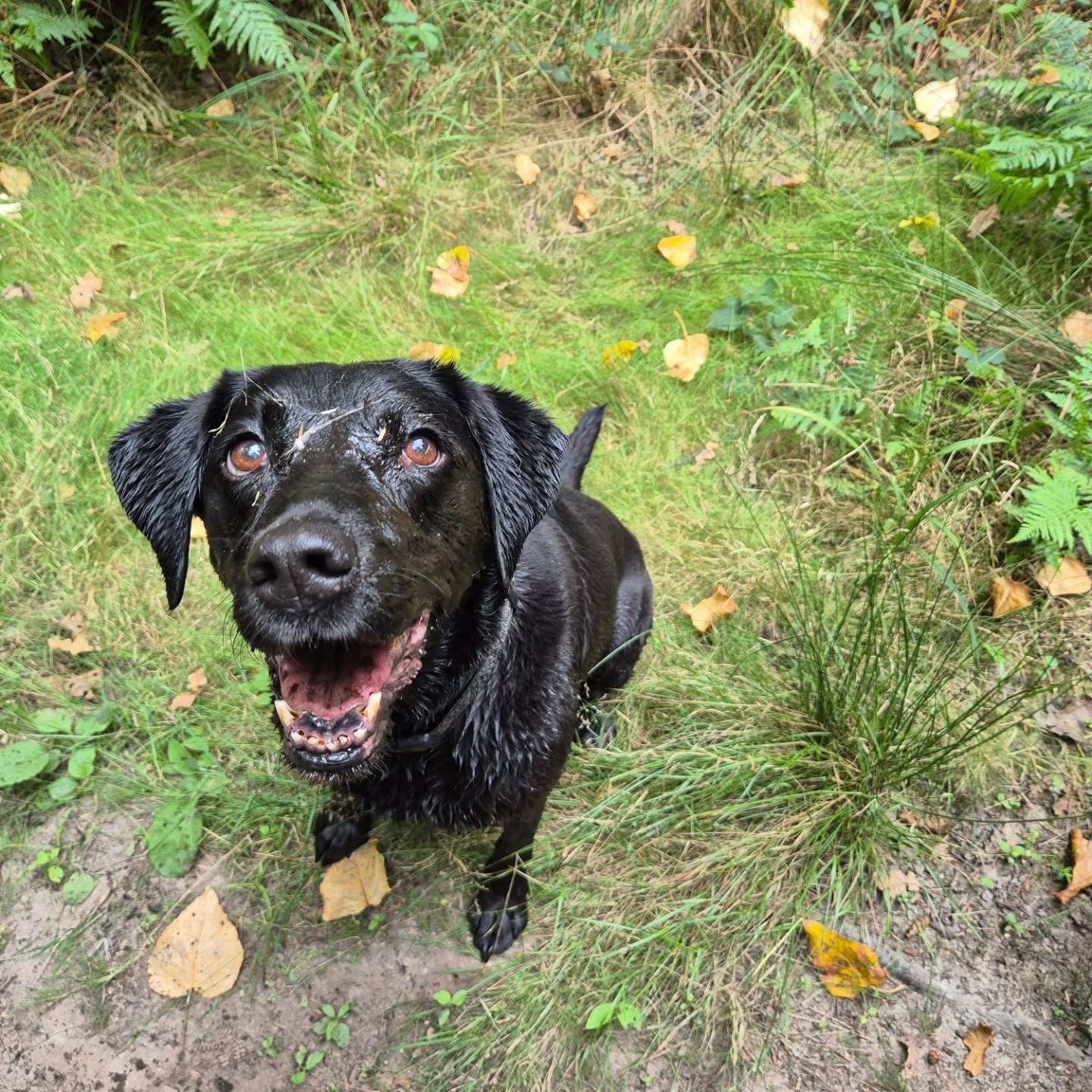 Never happier than when she's wet and muddy π€£π€£
