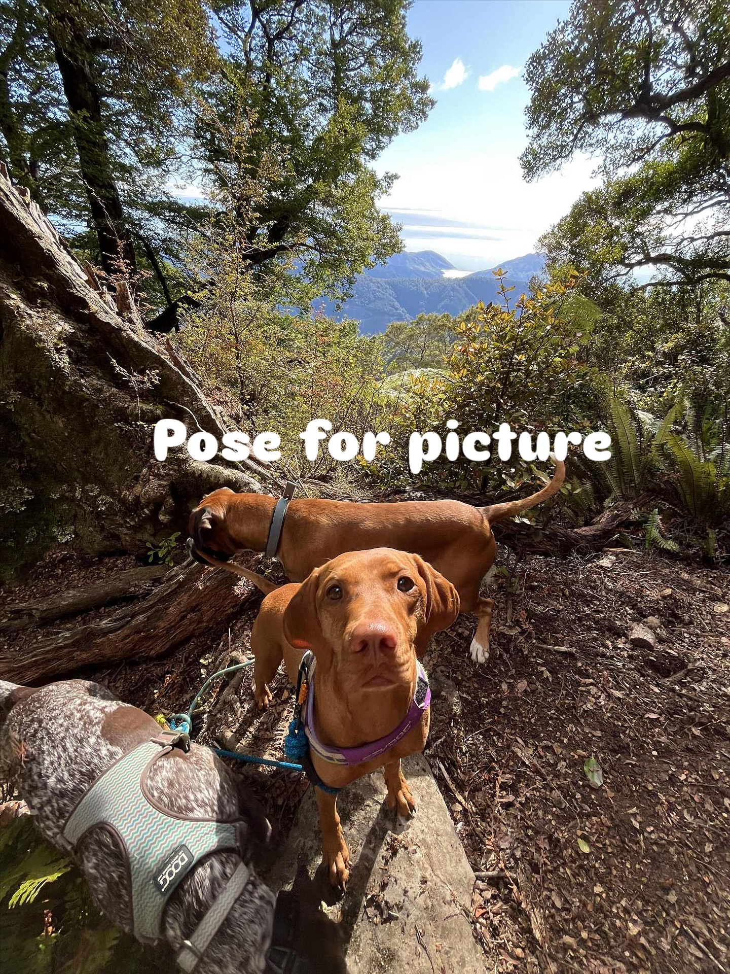 Kiwi and her friends Albie and Wally were lucky enough to go out for a super adventurous couple of days. Kiwi got a walk up mt Duppa with the other doggos on Thursday and Gordens knob with Susan on Friday. 💛
#ratuski #dogsofinstagram #ecofriendlyproducts
