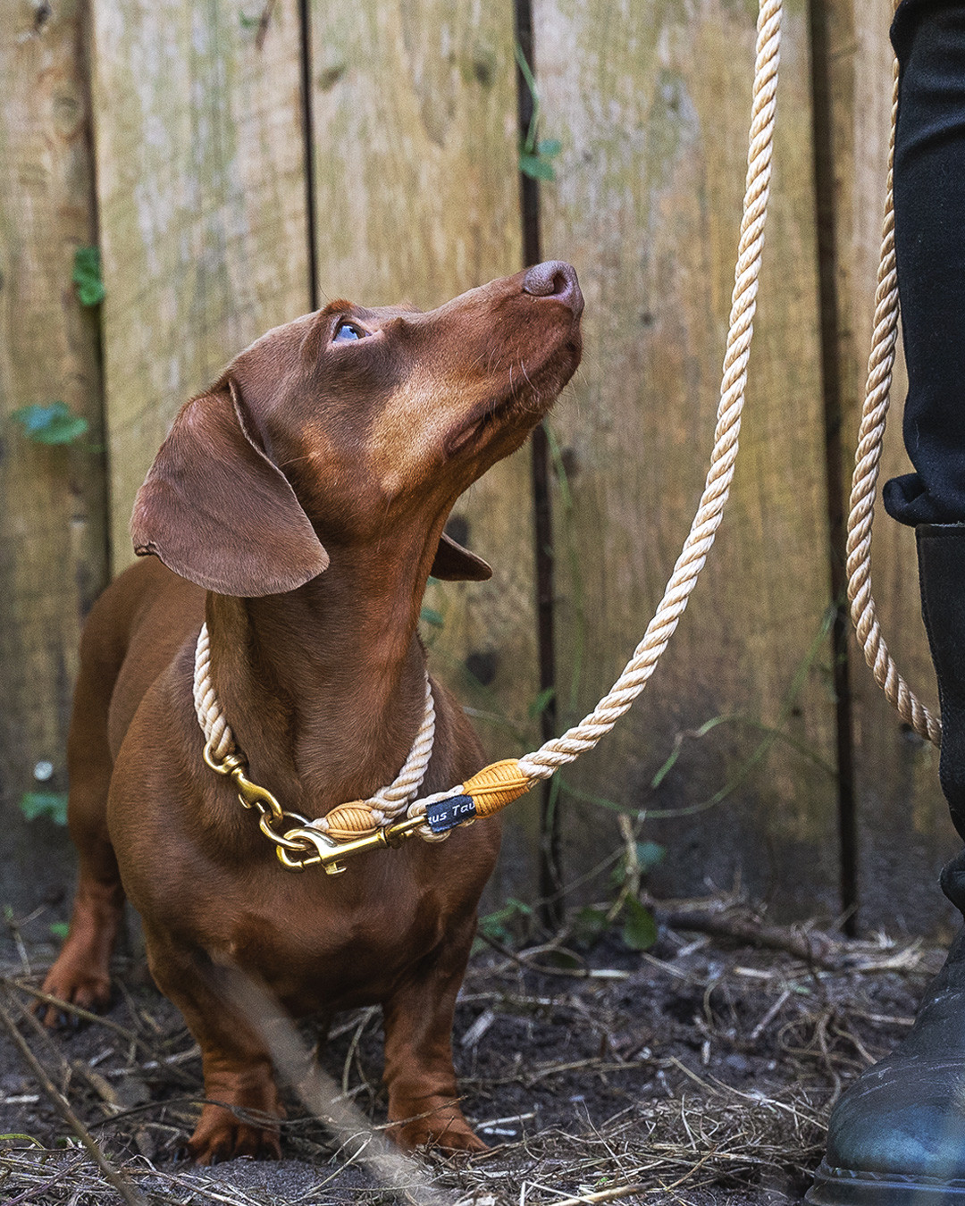 HEY POLLY!
Für Polly haben wir unser beliebtes doppelt gelegtes Halsband zum ersten Mal aus besonders leichtem 6er Tau gefertigt. Dazu die Leine im handlichen 8er Tau. Und das Ganze mit der sonnigen Takling-Farbe honiggelb 🍯
Und ja: eine Tauleine sieht oft schwer aus – ist sie aber nicht! Das Tau ist aus vielen hauchdünnen Fäden gewebt, die ihm das Volumen geben. Und es ist in vielen Stärken verfügbar – ideal also auch für kleine Rassen wie Polly.
🐶 @polly.littlelegs
📷️ @fraenzeluettich
#zwergdackel #dackelliebe #dackelblick #dackelpower #dachshund #dachshundlove #sausagedog #dogmodel #hundeinhamburg #hamburgerhunde #dogsofinstagram #dogphotography #hundemodel #hundefotografie #hundeleine #tauleine #segeltauleine #tauleinedesign #tauhalsband #tauliebe #handmadeinhamburg #handmadefordogs #tauleinenmanufaktur #allesaustau