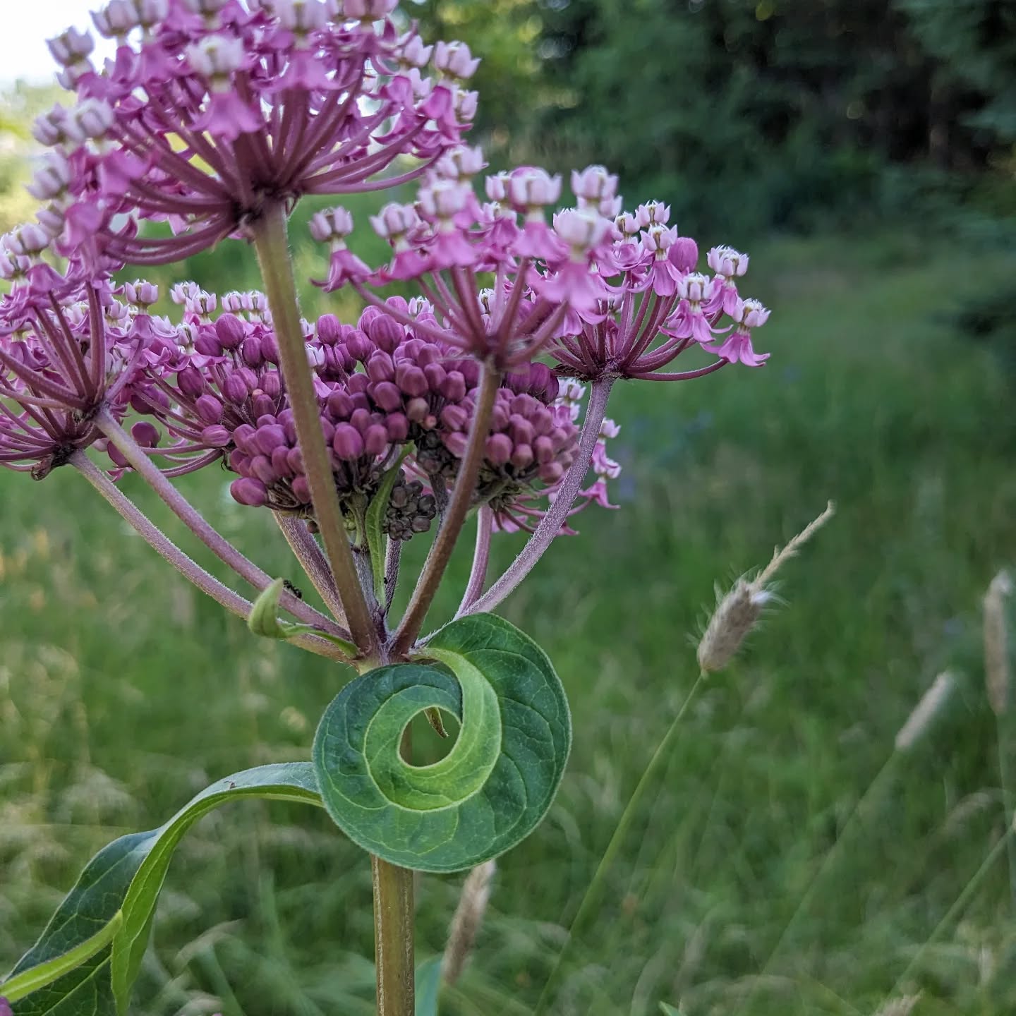 Practicing gratitude with nature: I might not have had any monarchs ๐ฆ this year, but I really appreciated this cool leaf my milkweed made ๐
.
.
.
#nativeplants #plantappreciation #plantlover #gratitude #selfcare #plantsmakepeoplehappy #milkweed