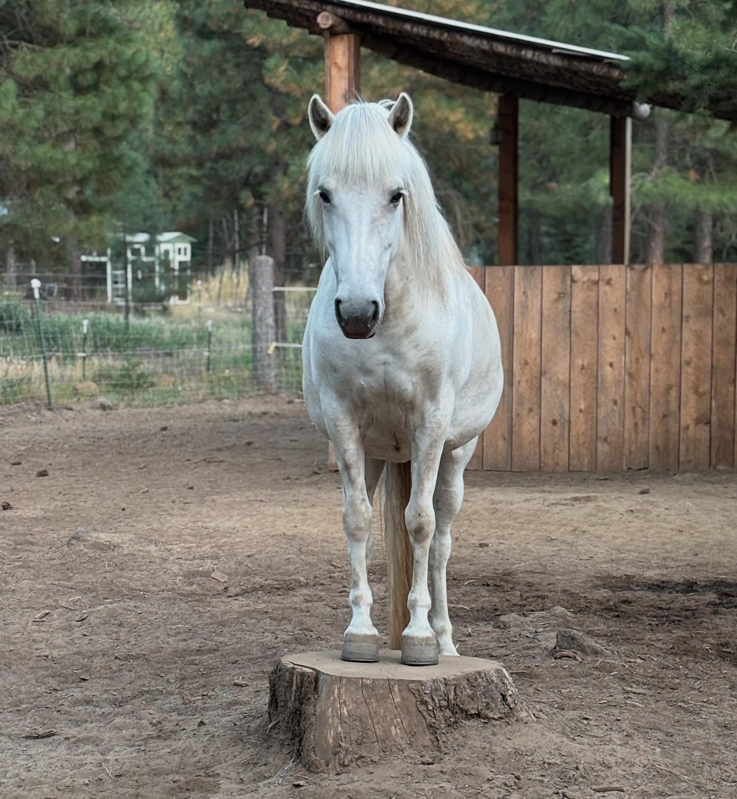 Evening at #vinurfarm after a long, hot day. Princess Gloría is enjoying her favorite lookout spot deciding on the next place to run to 😍 #affordances #natureisourtrainer #summer2025 #troutlakewa #icelandichorses #100degreedays #finallycoolingoff #timeforzoomies #podest #treestumps #leavethetreestumps