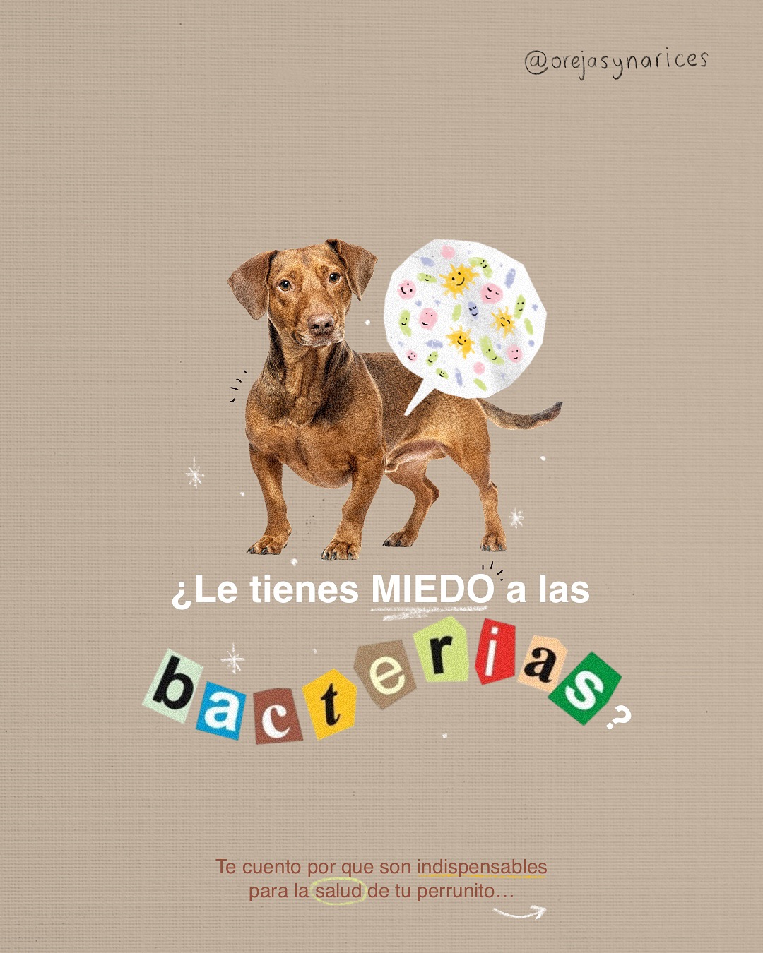 Me encuentro muy seguido con mamás perrunas que le tienen miedito a las bacterias. 🥰 Hoy quise contarles por qué no todas son malas… ¡al contrario! 🦠
Las bacterias pueden ser grandes aliadas del bienestar de nuestros perrunitos. 🤩
Espero que esto te ayude a mirarlo con otros ojos y te inspire a hacer cambios pequeñitos pero poderosos en su bienestar integral. 🌿🐶
Con mucho cariño, Dani. 👧🏾❤️🦊