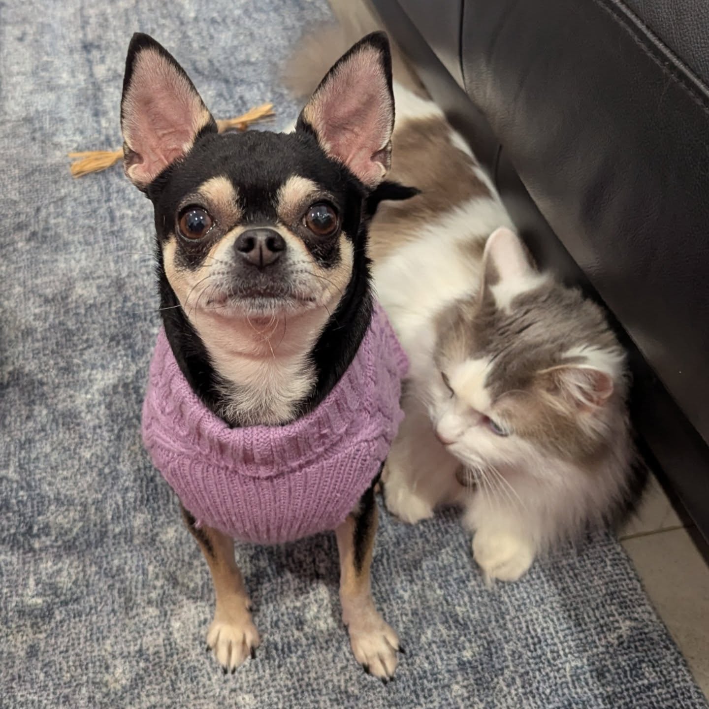 These beautiful Kitties left me speechless showing off their tricks, almost as talented as their Chihuahua sister! ๐ฑ So impressed ๐