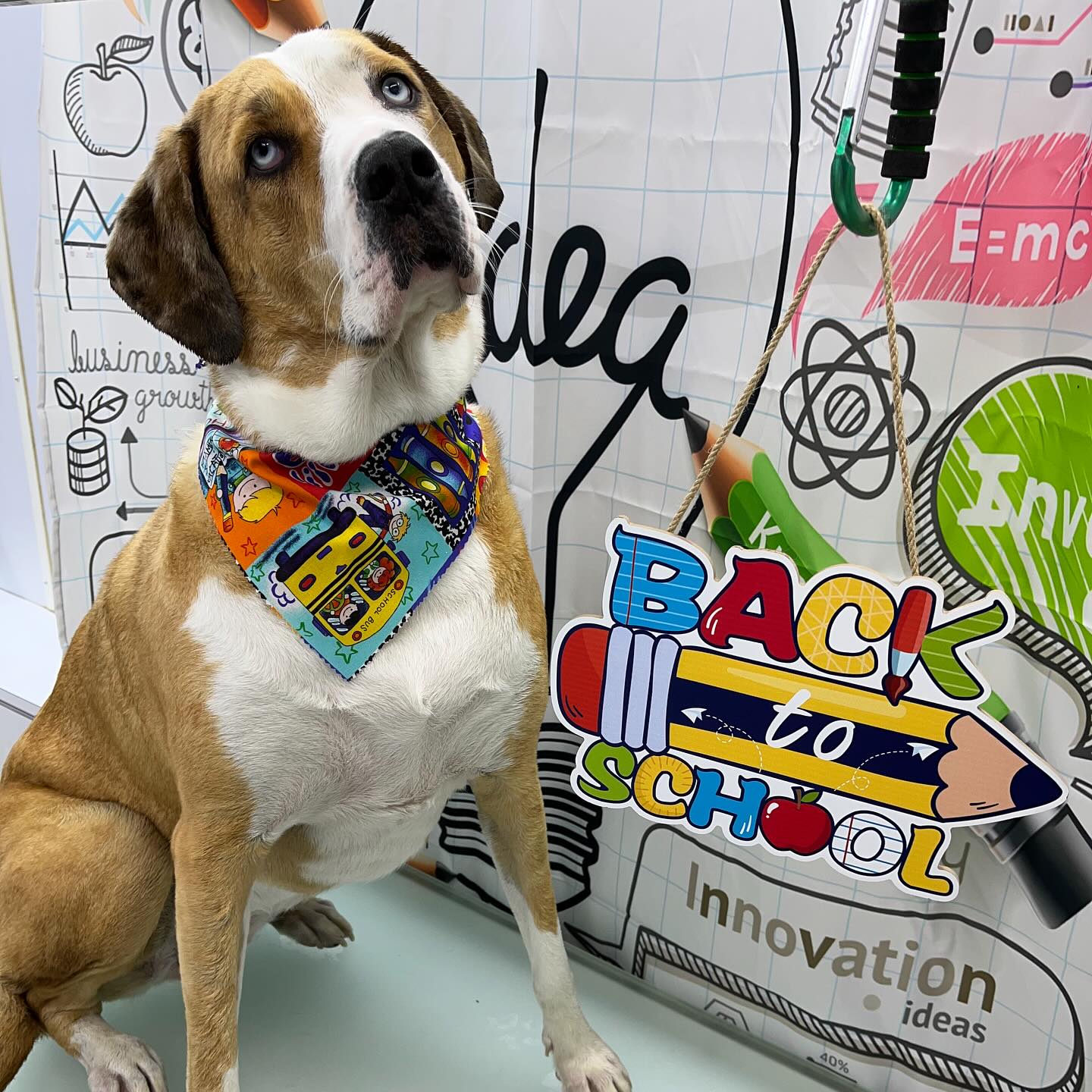 Bark to School! #dawnofdeshed #mobilegrooming #njgroomer #trending #bathtime #fyp #dogs #dawnofdeshed #mobilegrooming #monmouthcountynj #dogsofmonmouthcountynj
