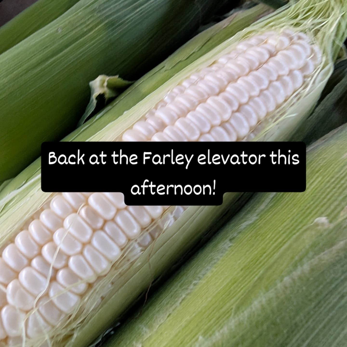 We're back at the Farley elevator with sweet corn this afternoon!