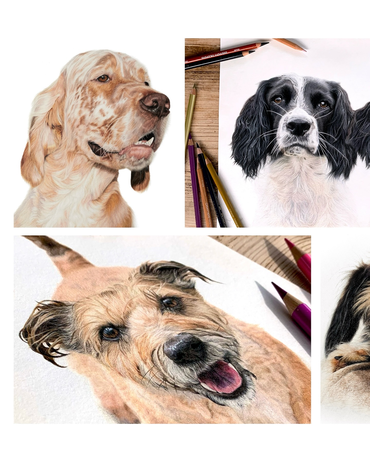 Happy #internationaldogday 🐶💗 Here’s just a few of the lovely dogs I’ve had cross over my drawing board!
#dogsforlife #ukdogs #englishsetters #spaniels #terrierlife #petportraitartist