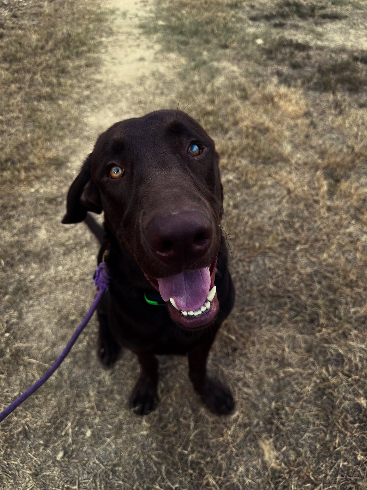 Smokey wishing everyone a Happy National Dog Day!
#sanantoniodogtraining #sanantoniodogmom #satx #dogtraining #privatelessons #boardandtrain #sprengerusa #dogtra