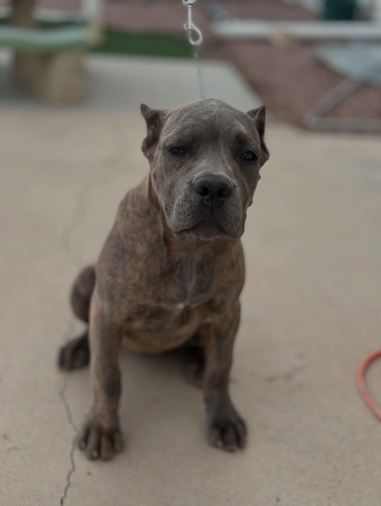 FreCon Kennel has this 15 week old female that is looking for her new home, she is current on all vaccines as well as ears and tail done. She is crate trained and working on basic obedience. If you are looking to enhance your life with a beautiful new family addition like this feel free to contact me for more details.
#Freconkennels #corsolove #canecorsoitaliano #canecorsoforlife #puppylovers