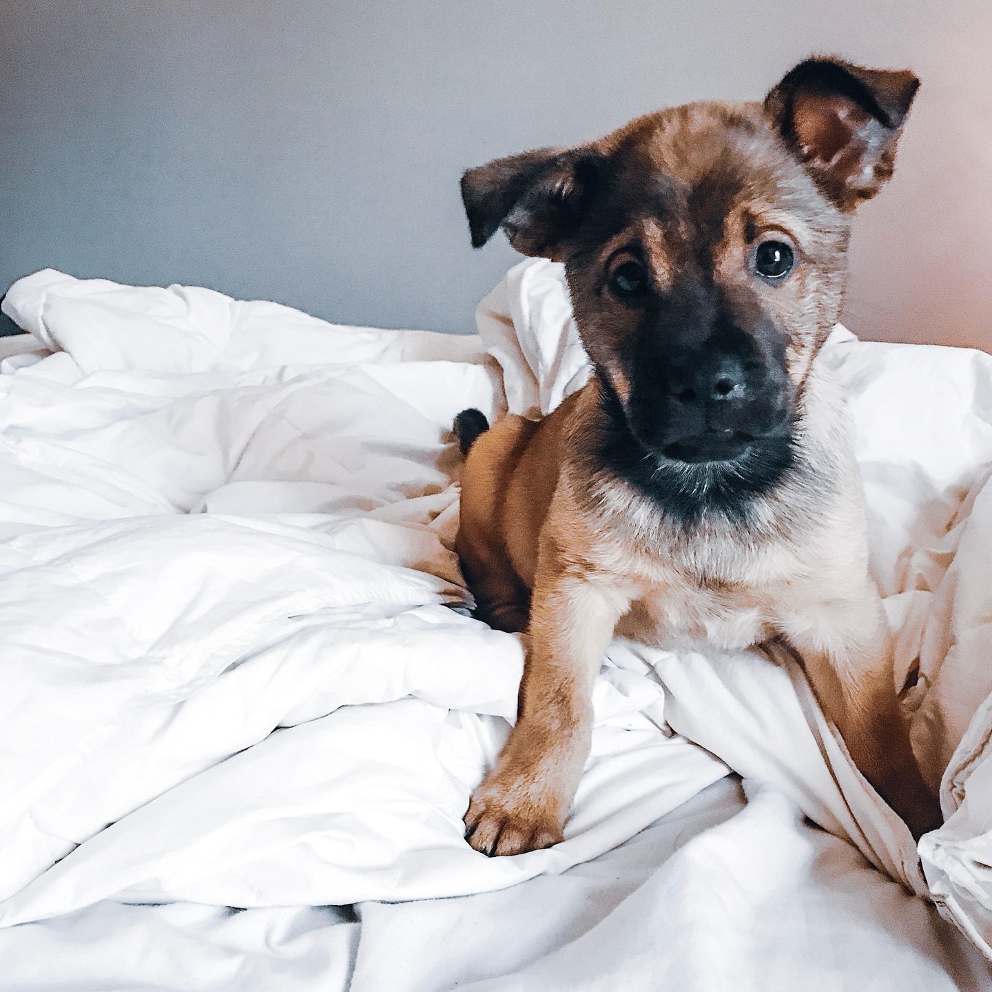 Happy National Dog Day!
From my own pups (Kylo & MooCow) to furry friends I’ve met around the world, here’s to celebrating dogs everywhere.
Want more MooCow? He’s now on Instagram-follow his adventures at @lifewithmoocow
#nationaldogday #lifewithdogs🐕 #lifewithmoocow #moocow #doglovers